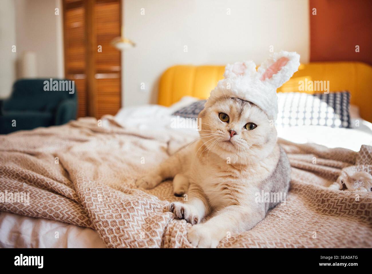 Chat plié écossais avec des oreilles de lapin repose sur une couverture à motifs dans une chambre confortable, entourée de meubles en bois et d'un éclairage doux Banque D'Images