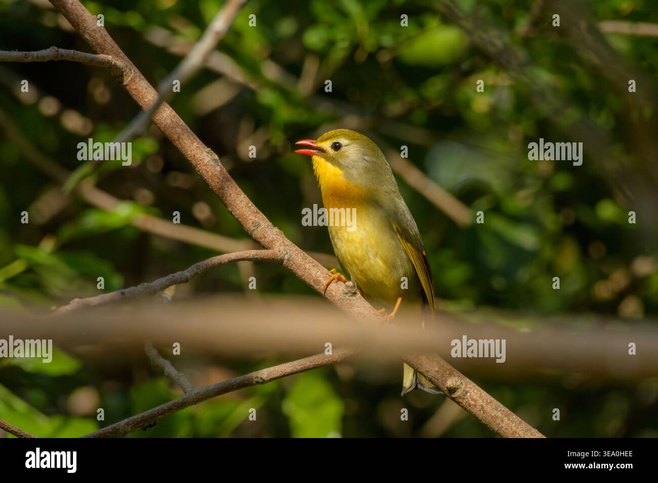 Leiothrix à bec rouge perché sur une branche d'arbre à Janjehli, district de Mandi, Himachal Pradesh, Inde. Banque D'Images