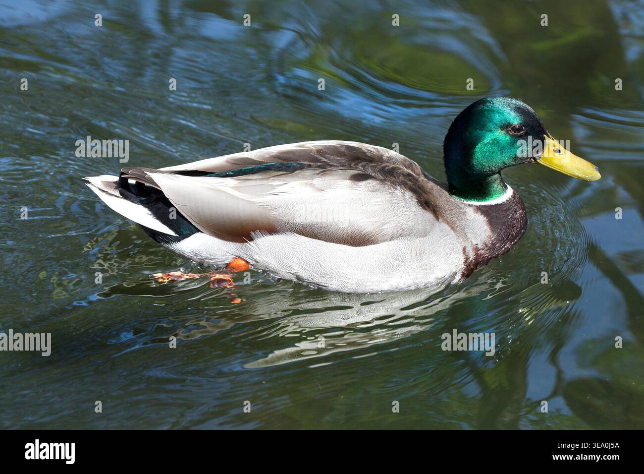 Canard colvert mâle. Banque D'Images