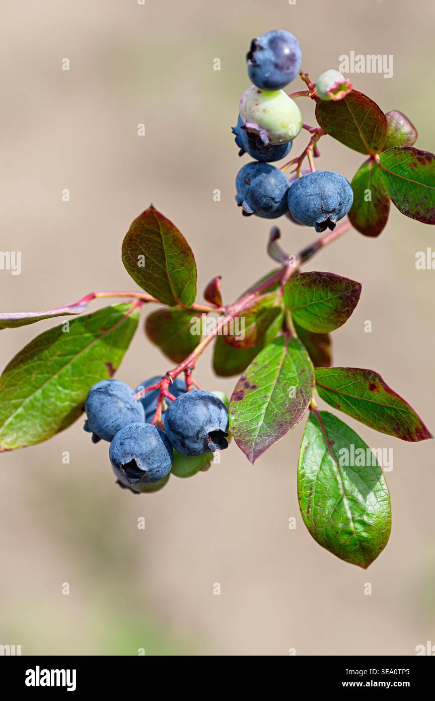 Les différents stades de maturation du bleuet de jardin (Vaccinium corymbosum) sur branche. Baies bleues, vertes et violettes avec des feuilles saines. Conce fraîche naturelle Banque D'Images