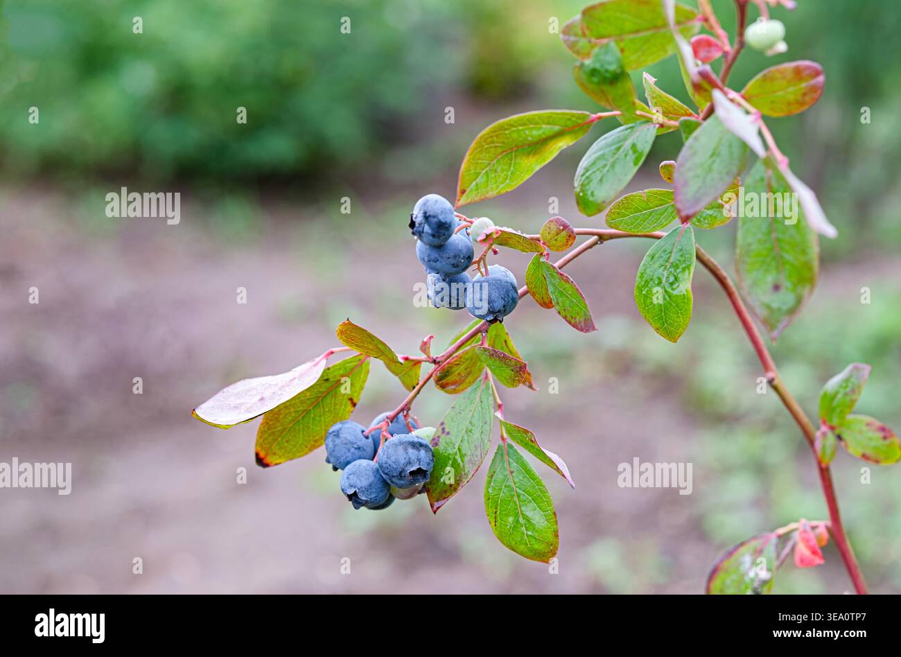 Bleuet (Vaccinium corymbosum) poussant dans le jardin. Concept de jardinage à domicile, d'agriculture durable et de récolte de baies respectueuse de l'environnement. BER frais Banque D'Images