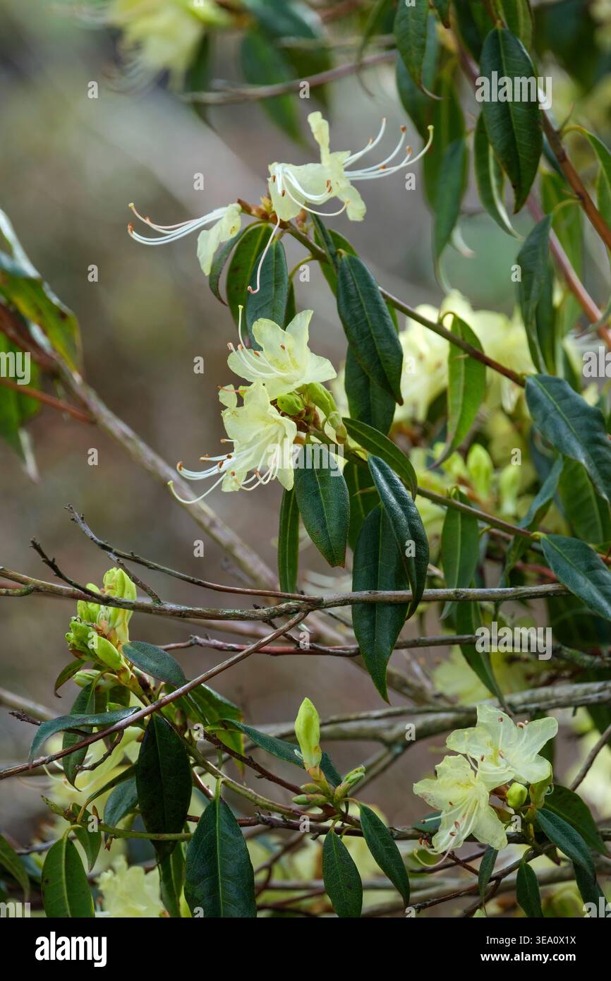 Rhododendron lutescens, rhododendron jaune, feuilles vertes en forme de lance, en forme d'entonnoir, fleurs jaunes d'primevère avec des taches vertes Banque D'Images