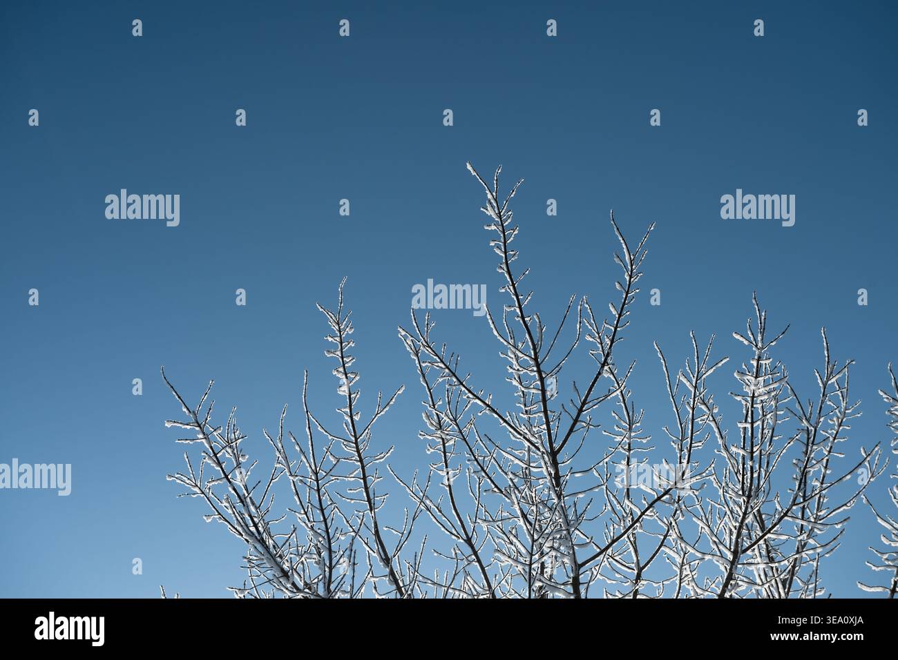 Branches d'arbre couvertes de givre contre ciel bleu. Fines branches d'arbre recouvertes d'une fine couche de gel blanc, se détachant sur un ciel bleu profond et éclatant. Banque D'Images