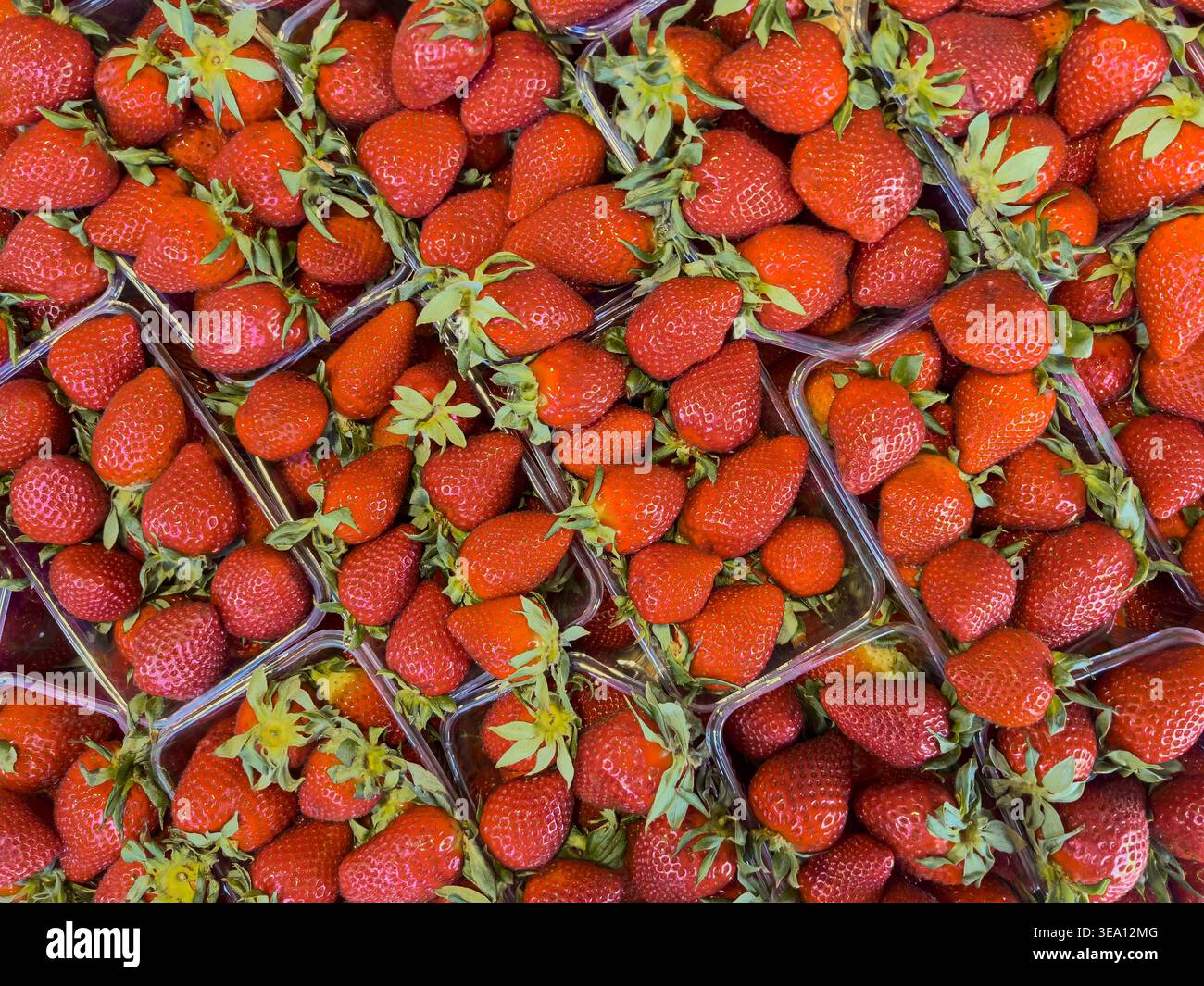La récolte saisonnière de baies des producteurs régionaux est montrée dans des fraises mûres emballées dans des conteneurs au marché central de riga en lettonie, reflétant la somme fraîche Banque D'Images