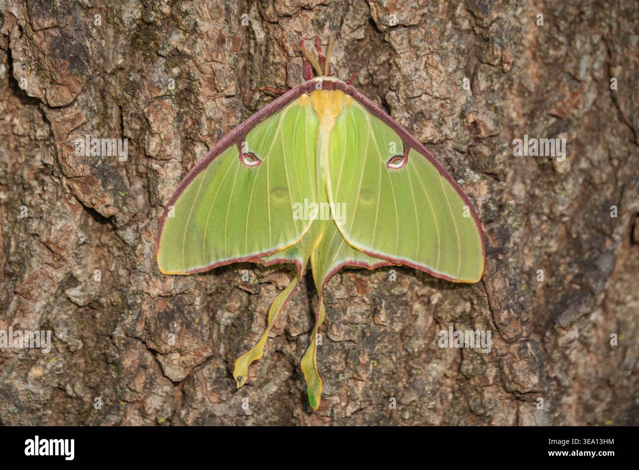 Gros plan de Luna Moth (Actias luna) reposant sur l'écorce d'arbre en fin d'après-midi Banque D'Images