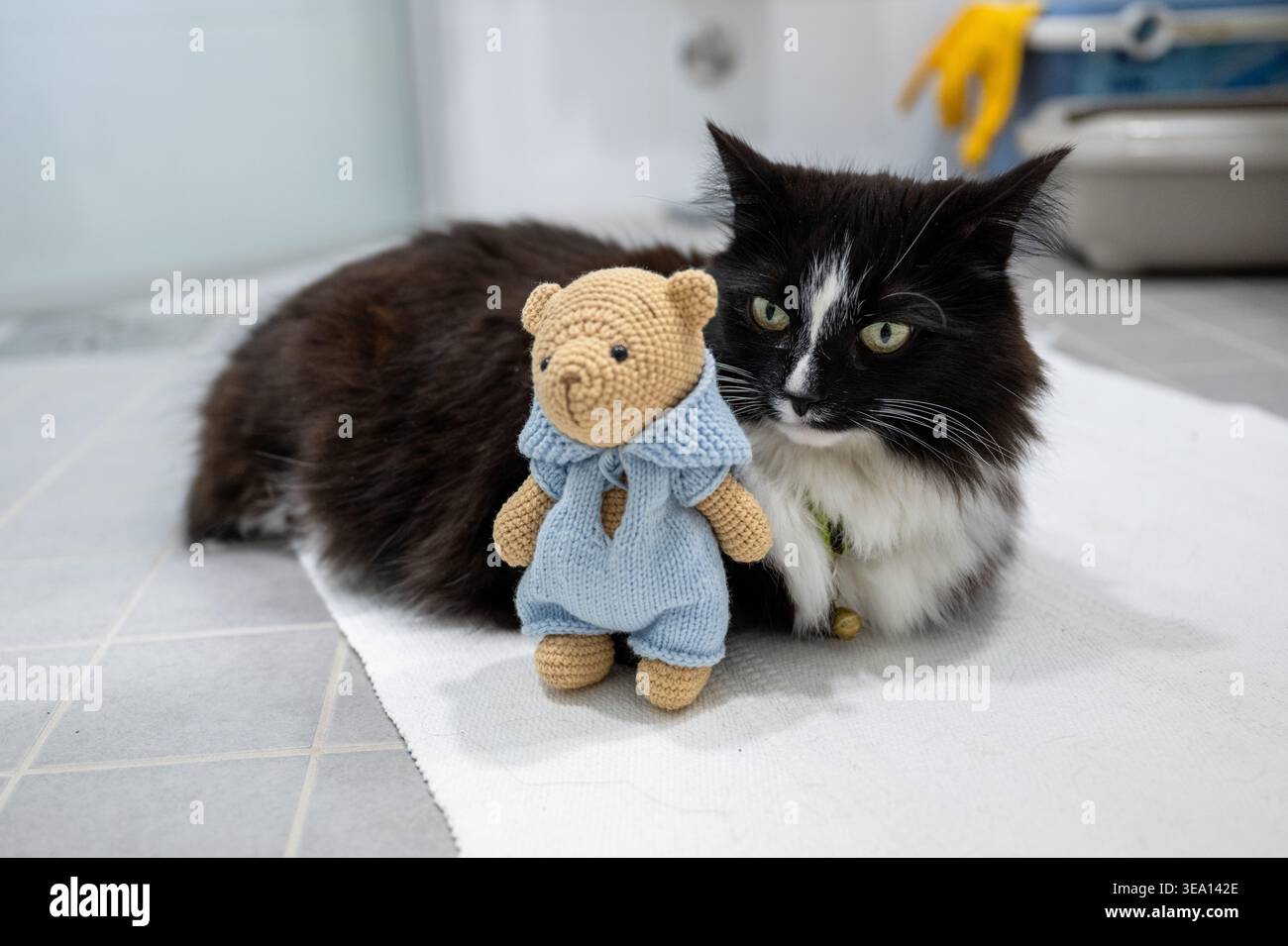 Chat noir et blanc avec ours en peluche jouet sur le sol dans la scène de portrait d'animal de compagnie mignon intérieur à la maison Banque D'Images