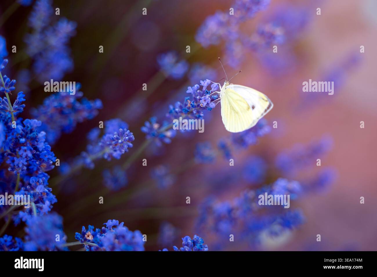 Papillon Pieris brassicae reposant sur un buisson de lavande au soleil. Concept de pollinisation, équilibre écologique, et la beauté des petites créatures dans un h. Banque D'Images