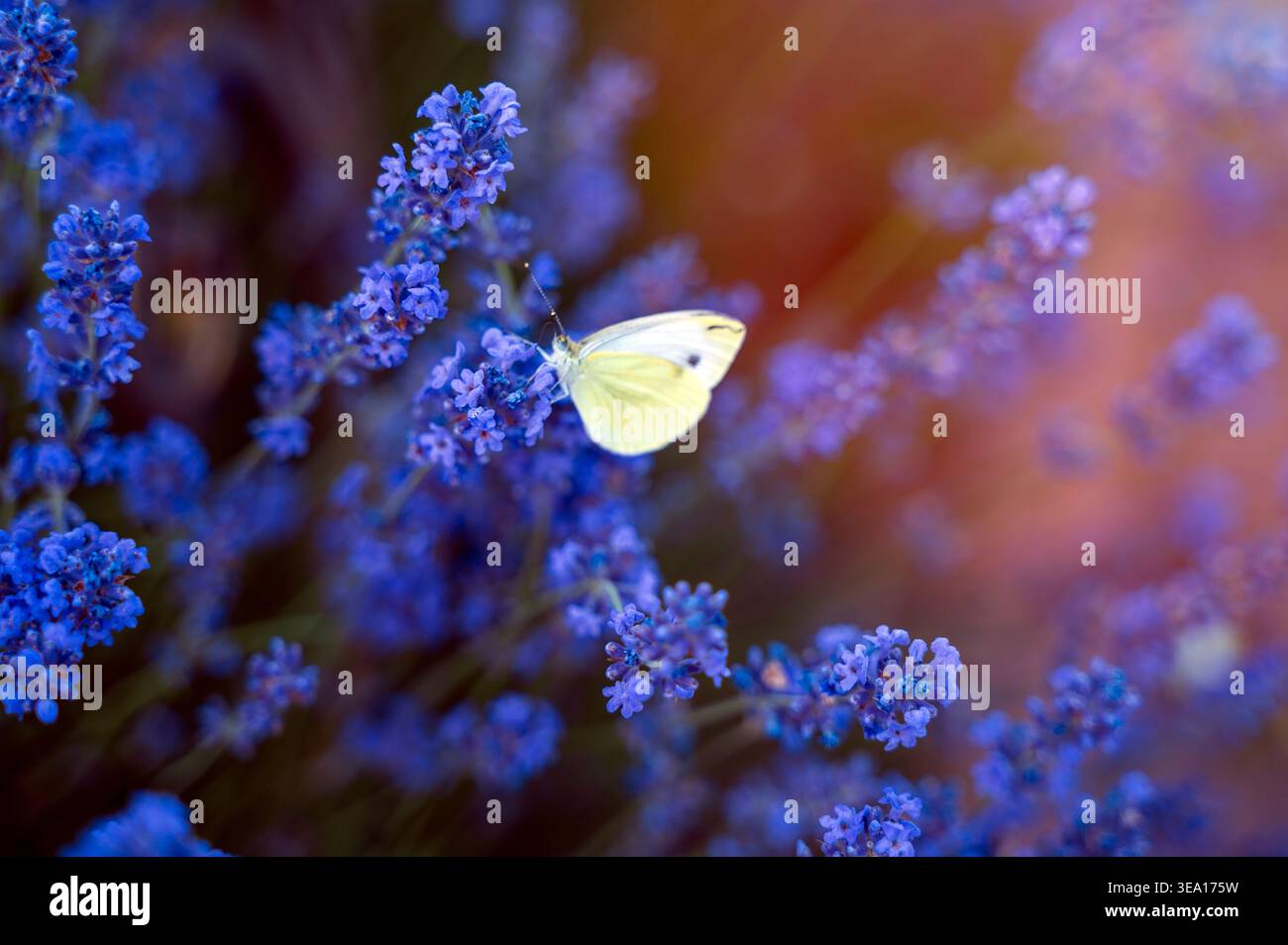 Papillon blanc flottant autour de fleurs de lavande éclatantes. Concept d'écosystème d'été, de jardinage biologique et de la beauté des petites créatures dans un pe Banque D'Images