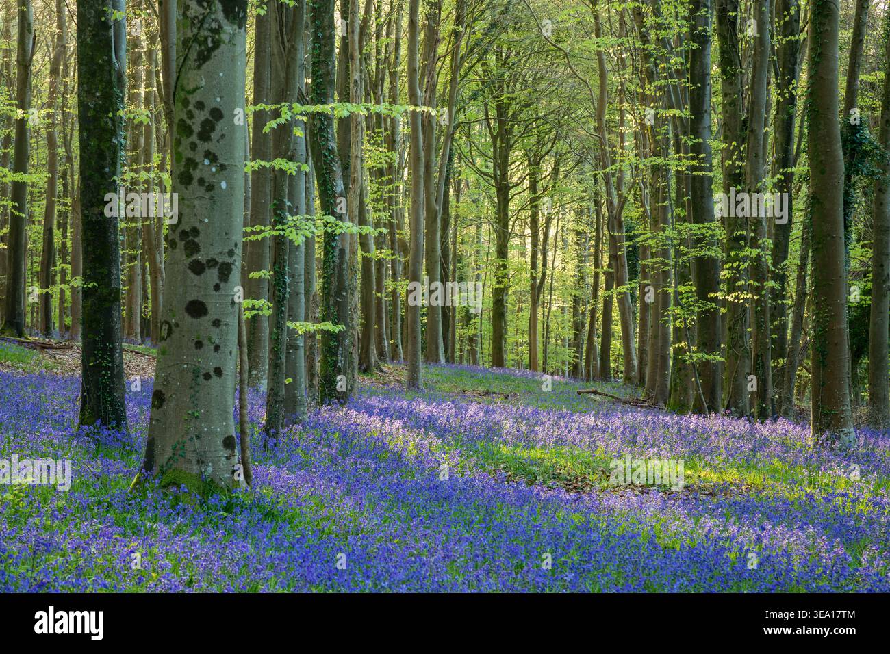 Jacinthes dans un bois de West Sussex, Angleterre. Banque D'Images