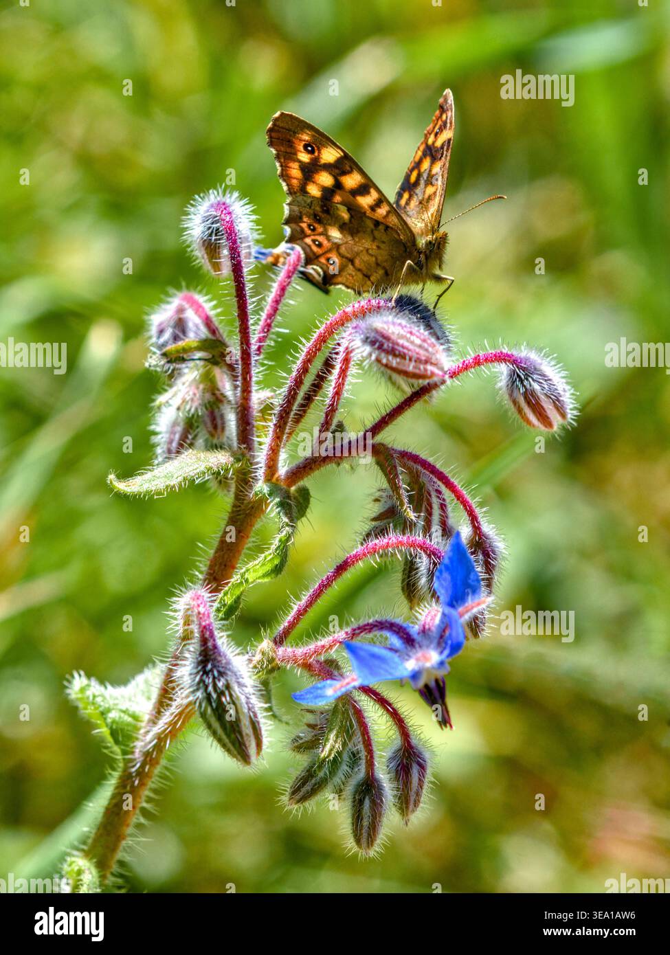Mur papillon brun (Lasiommata megera) se nourrissant de plante d'herbe de bourrache dans le jardin - centre de la France. Banque D'Images