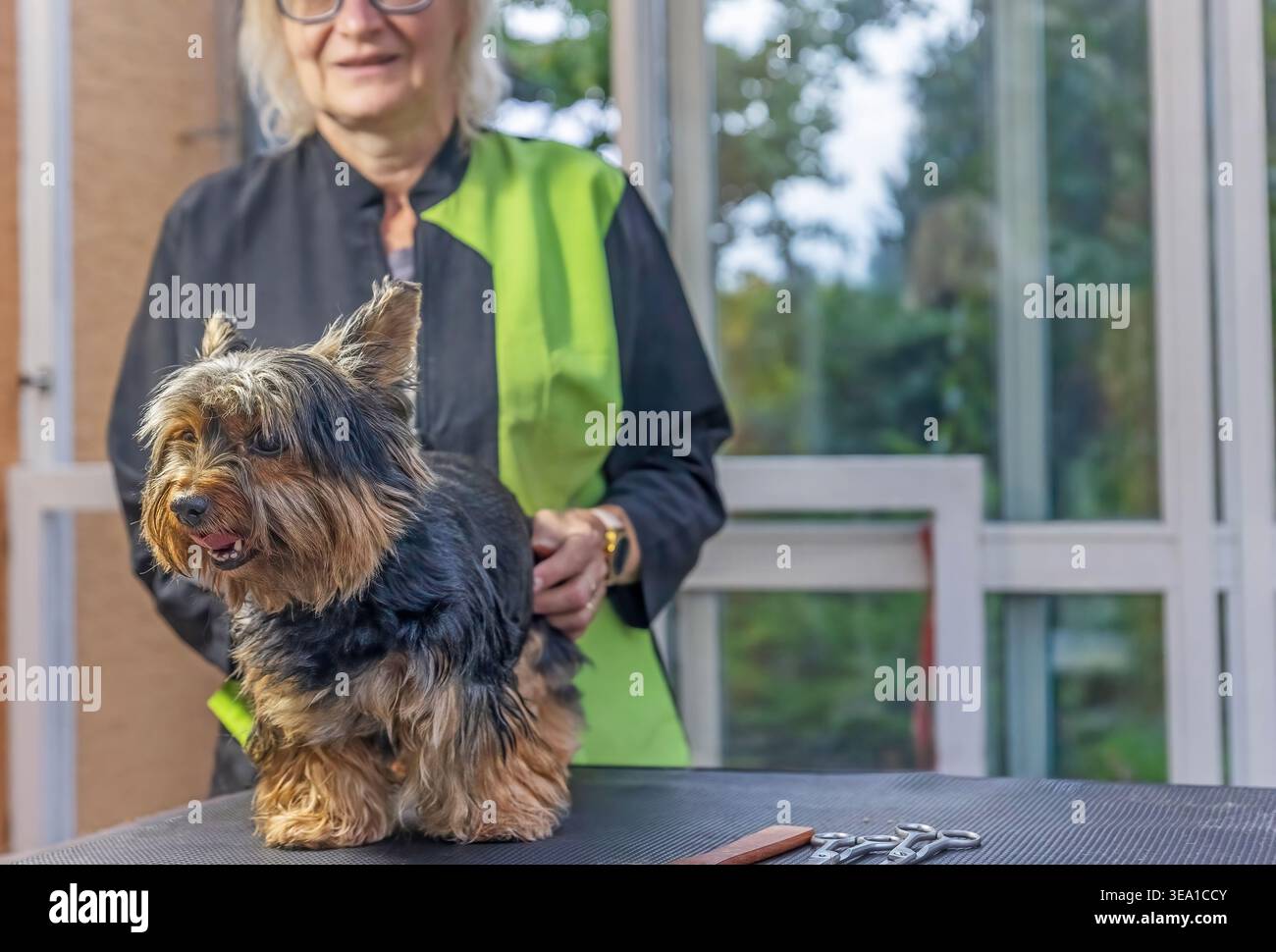 La femme tient Yorkshire terrier sur la table de toilettage. . Il y a un espace libre pour votre texte. Banque D'Images