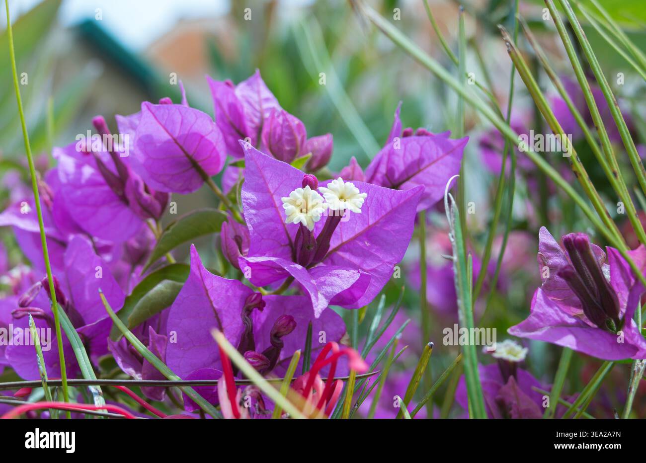 Gros plan de bractées violettes de bougainvilliers vibrantes et de petites fleurs blanches poussant à l'extérieur dans un cadre de jardin ensoleillé Banque D'Images