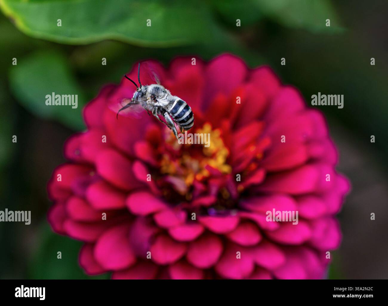 Une abeille de Digger d'Urbane (Anthophora urbana) volant au-dessus d'une fleur de Zinnia de couleur pourpre dans un jardin d'été. Banque D'Images