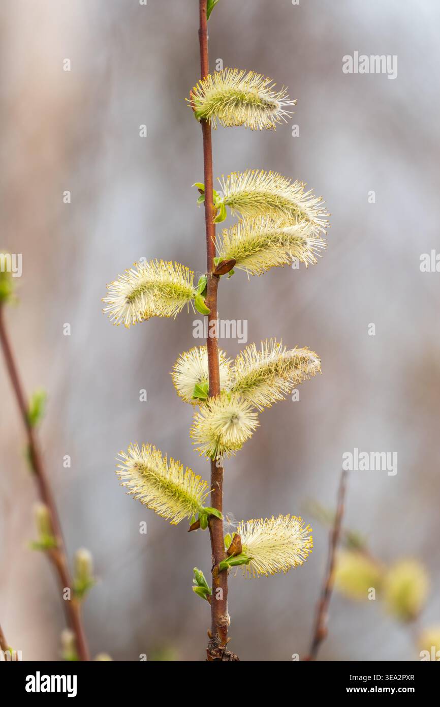 La nature se réveille au printemps. Brindilles de saule en fleurs et chatons de saule à fourrure, appelés phoques ou chats. Dimanche des palmiers. Saule houx, Salix caprea Banque D'Images
