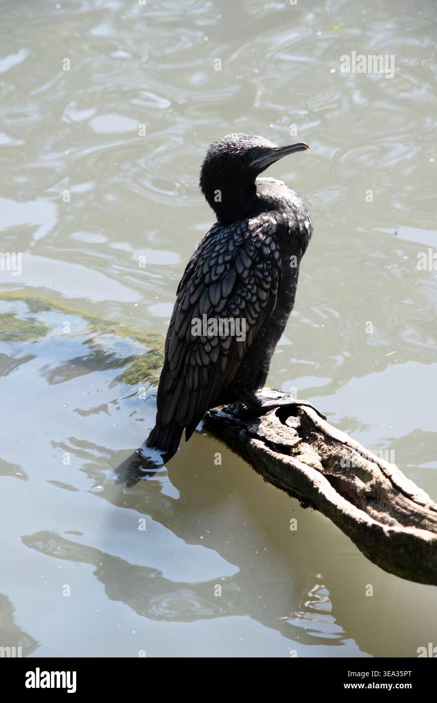 le petit cormoran noir est un oiseau de mer noir avec un œil bleu Banque D'Images