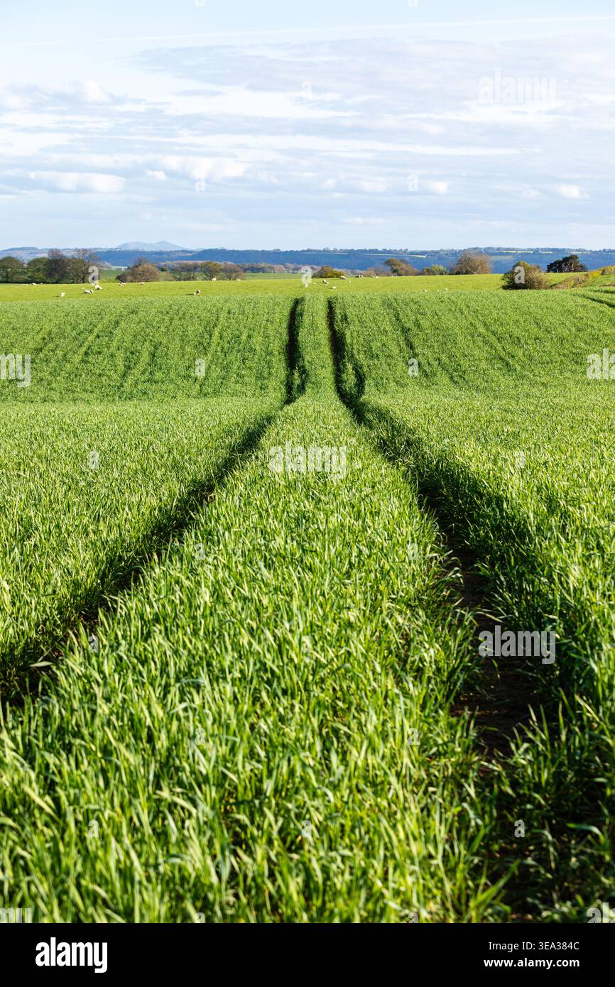 Tramways de tracteurs menant à travers une culture verdoyante de jeunes céréales dans un champ rural sous un ciel printanier lumineux, Shropshire, Angleterre Banque D'Images