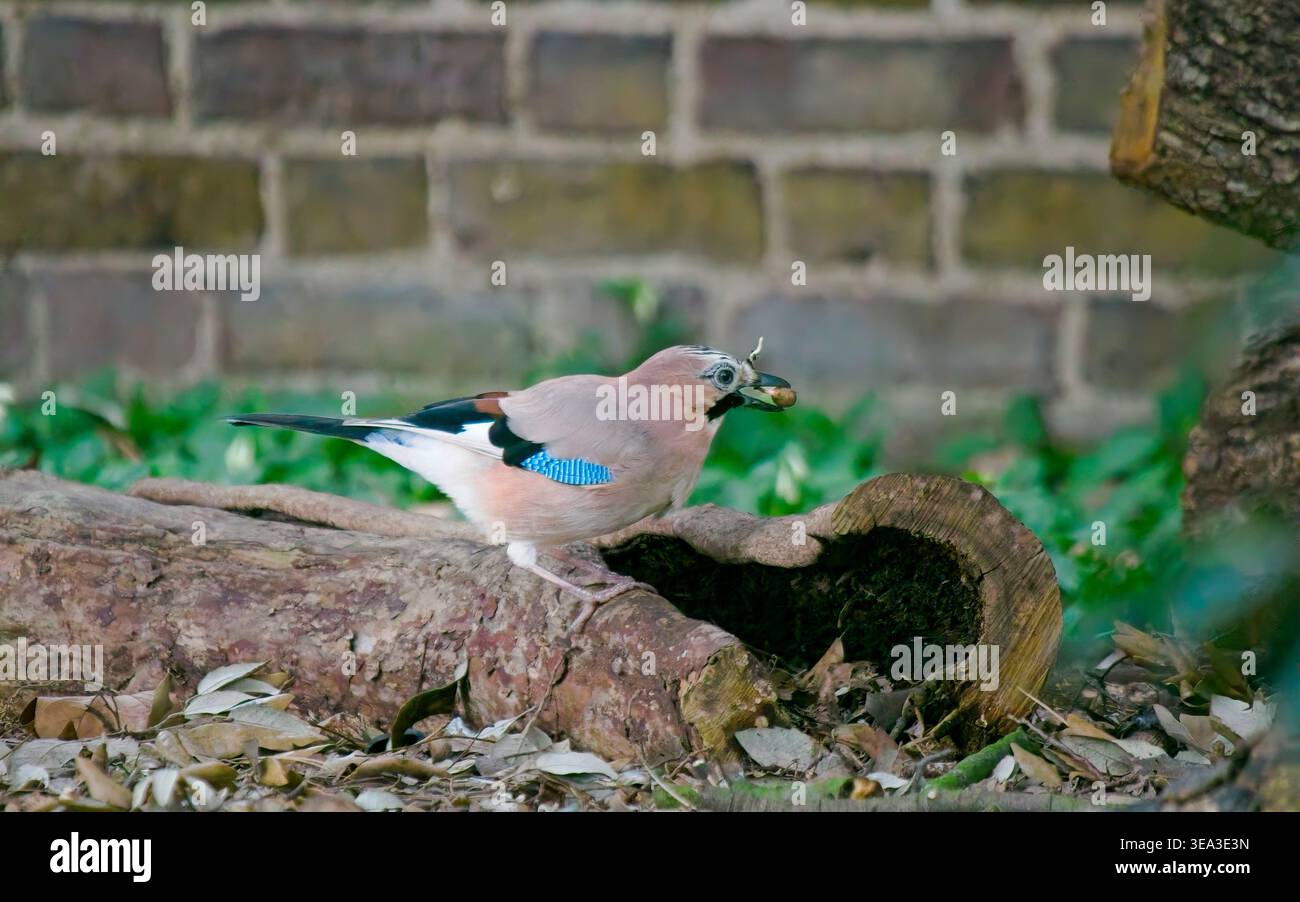 Un geai eurasien (Garrulus glandarius) perché sur une bûche creuse avec une noix dans son bec, buvant dans un jardin avec un fond de mur de briques. Banque D'Images