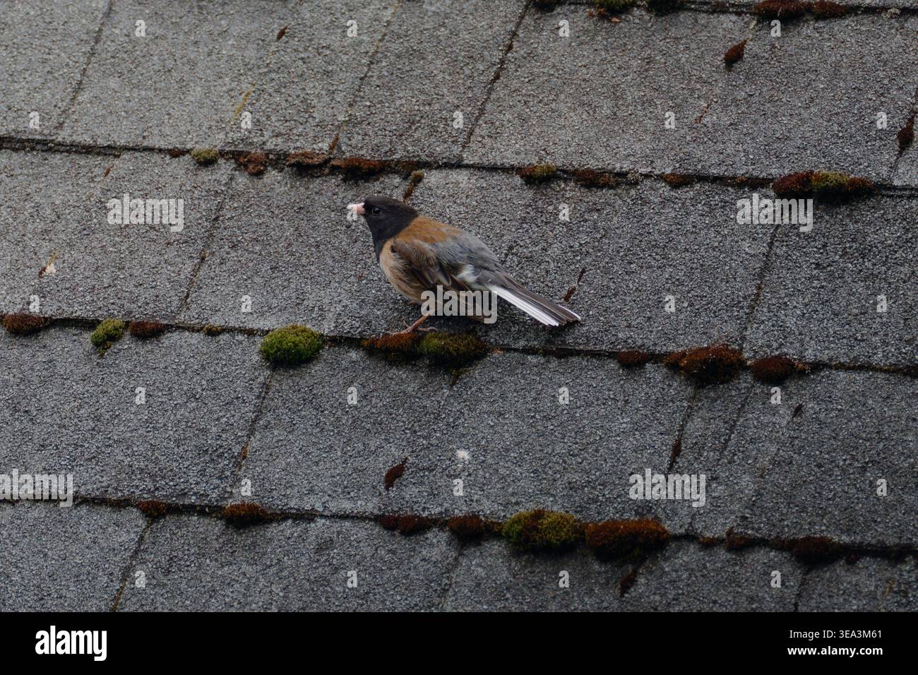 Junco aux yeux foncés debout sur des tuiles de toit moussues dans une lumière naturelle douce Banque D'Images