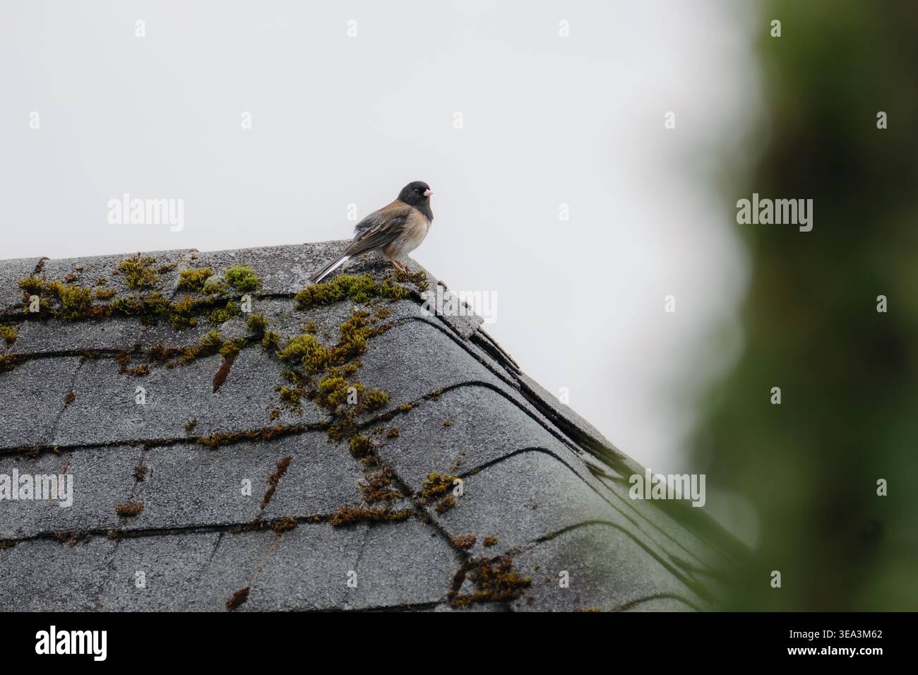 Junco aux yeux foncés debout sur des tuiles de toit moussues dans une lumière naturelle douce Banque D'Images