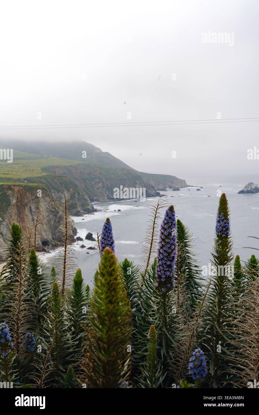 Fleurs sauvages violettes surplombant la côte brumeuse de Big sur et l'océan Pacifique Banque D'Images