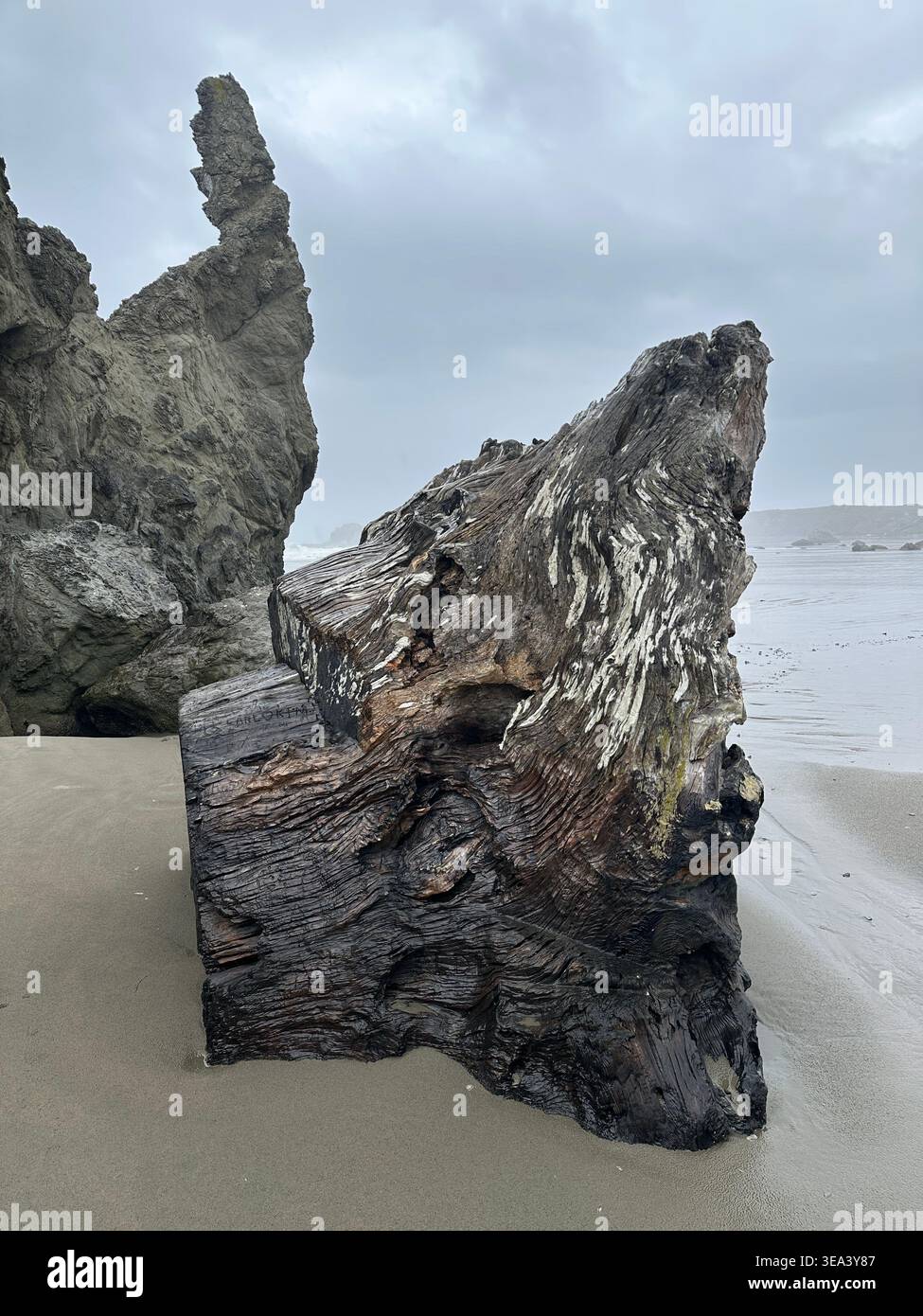 Un beau morceau géant de bois flotté à côté de la mer Stacks sur face Rock Beach à Bandon, Oregon. - Image de stock capturée avec un smartphone