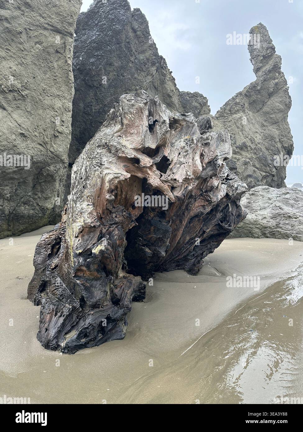 Un beau morceau géant de bois flotté à côté de la mer Stacks sur face Rock Beach à Bandon, Oregon. - Image de stock capturée avec un smartphone
