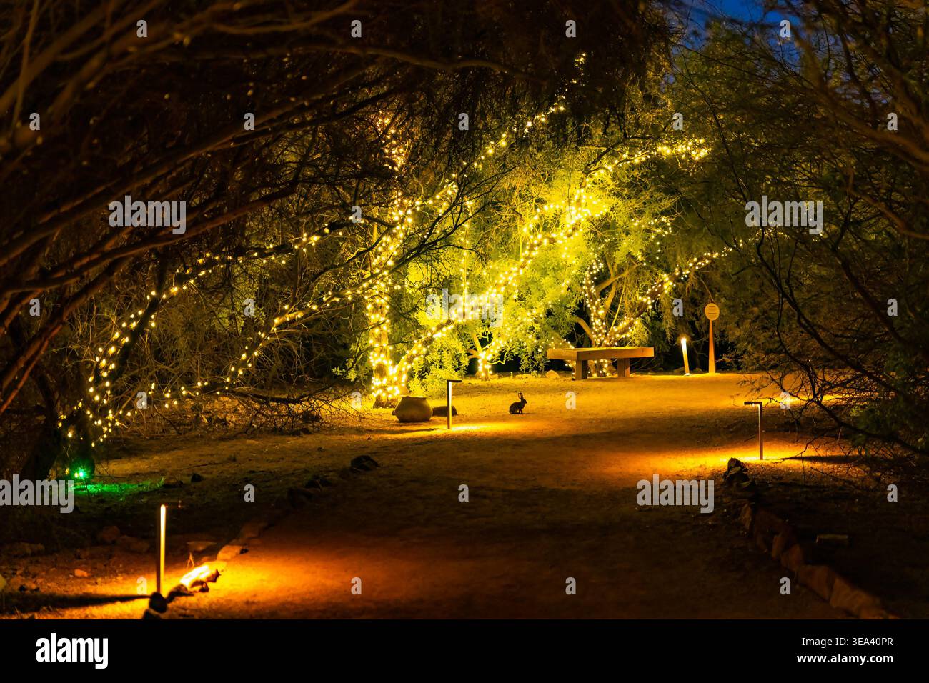 Les plantes du désert et les cactus sont illuminés la nuit dans le jardin botanique du désert à Phoenix Arizona Banque D'Images