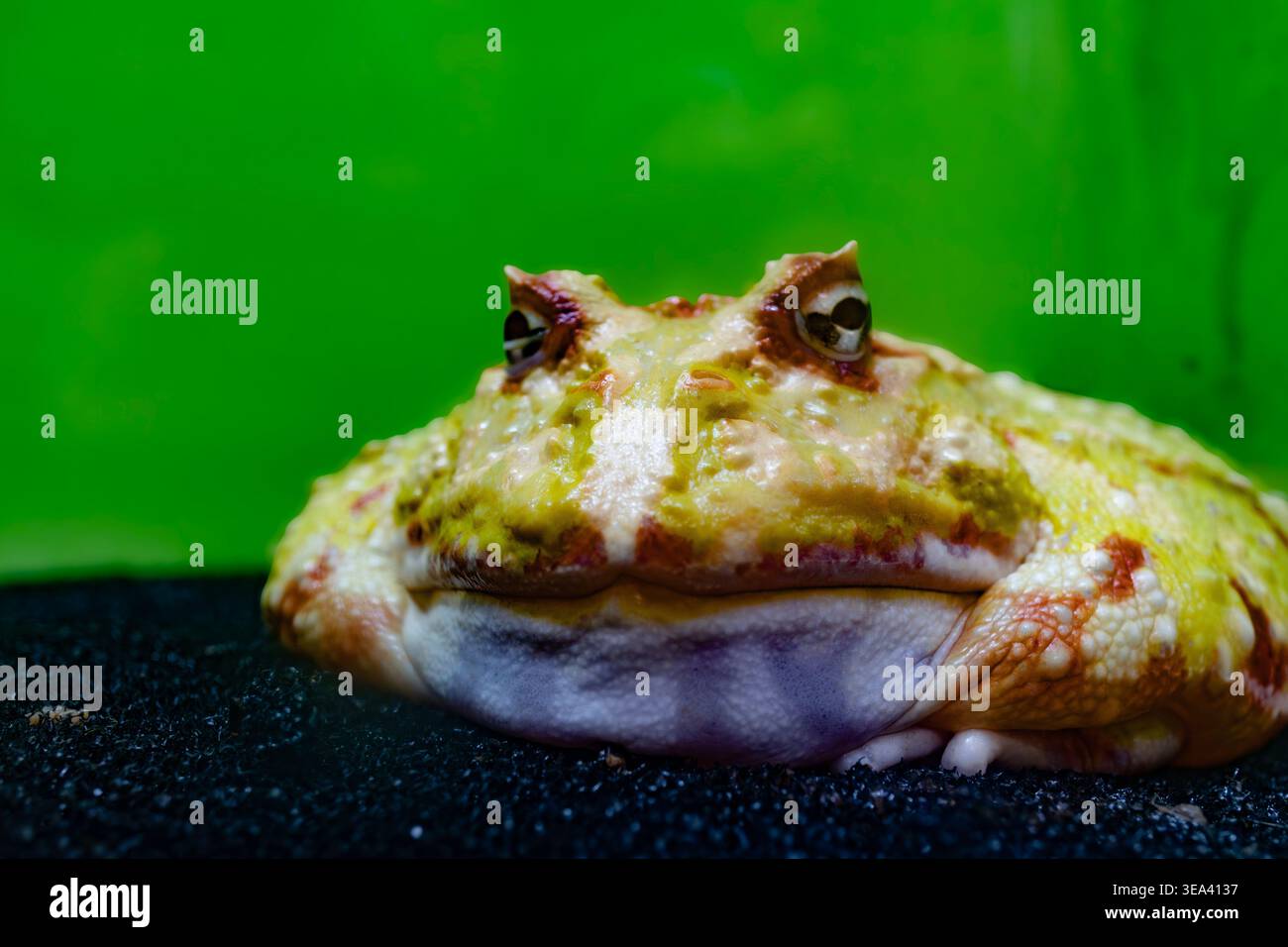 Portrait en gros plan de grenouille à cornes (grenouille Pacman) avec peau texturée sur fond vert Banque D'Images