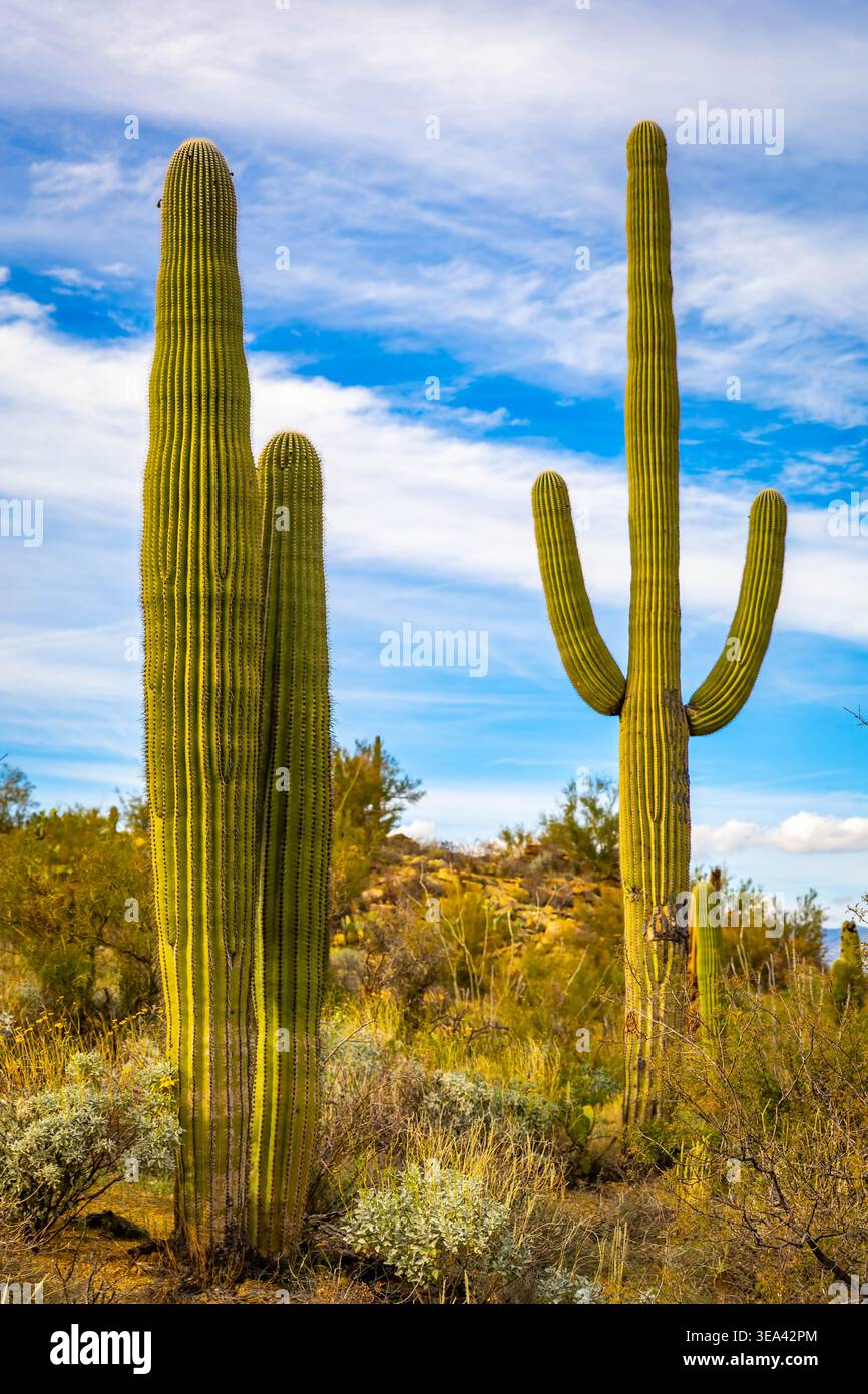 Le grand cactus saguaro se trouve en bonne place dans le paysage désertique du parc national de Saguaro en Arizona Banque D'Images