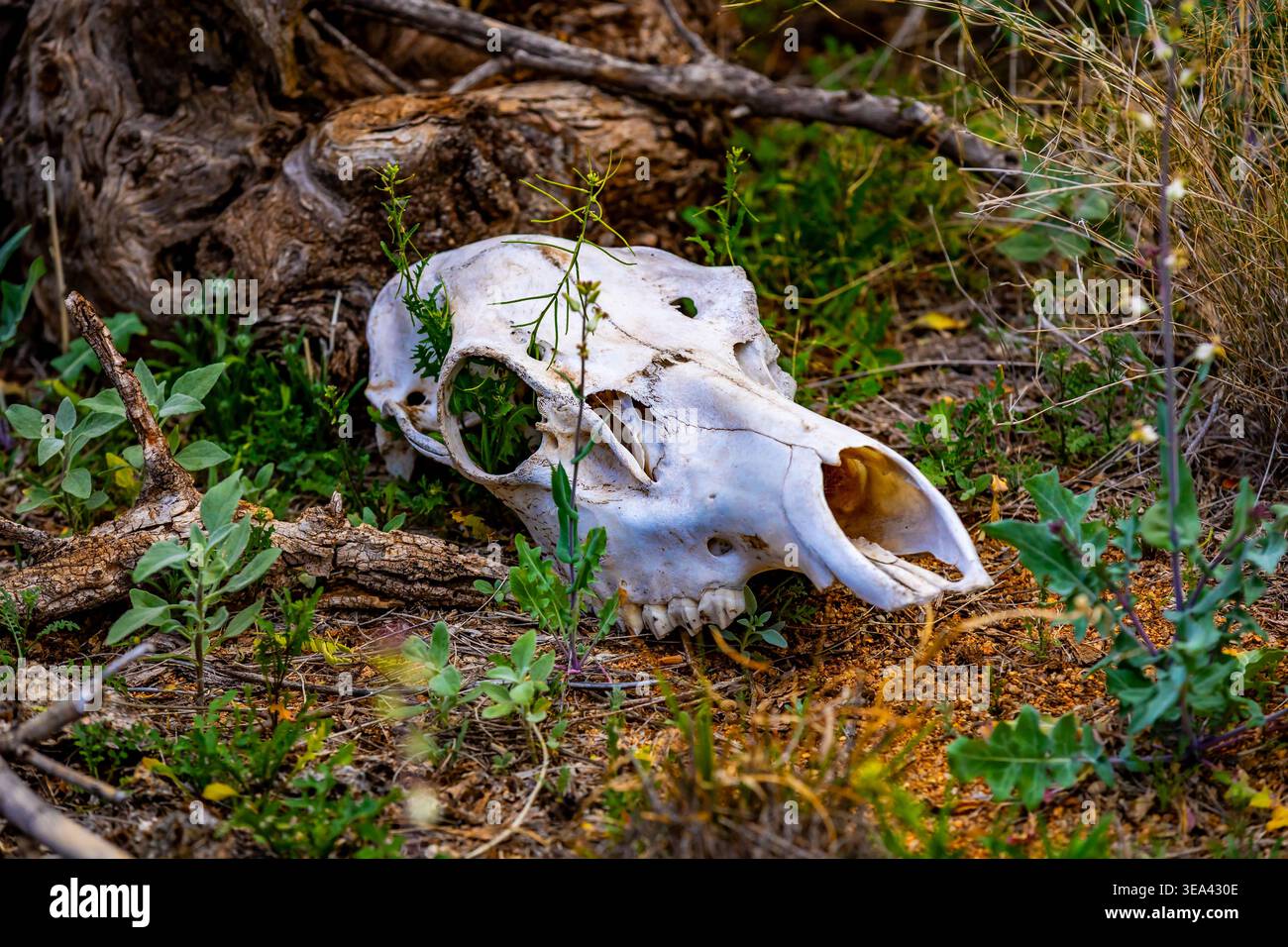 Le crâne animal repose sur un sol désertique montrant une décomposition naturelle dans un environnement aride en Arizona Banque D'Images