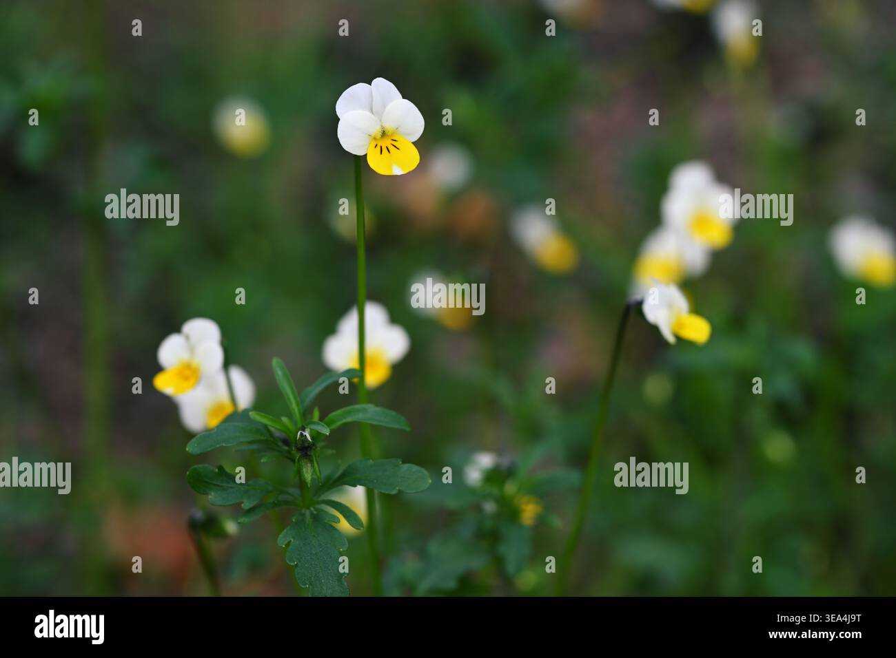 Wild Pansy (Viola arvensis) Flower Macro gros plan dans Meadow, Field Pansy Spring Bloom Banque D'Images