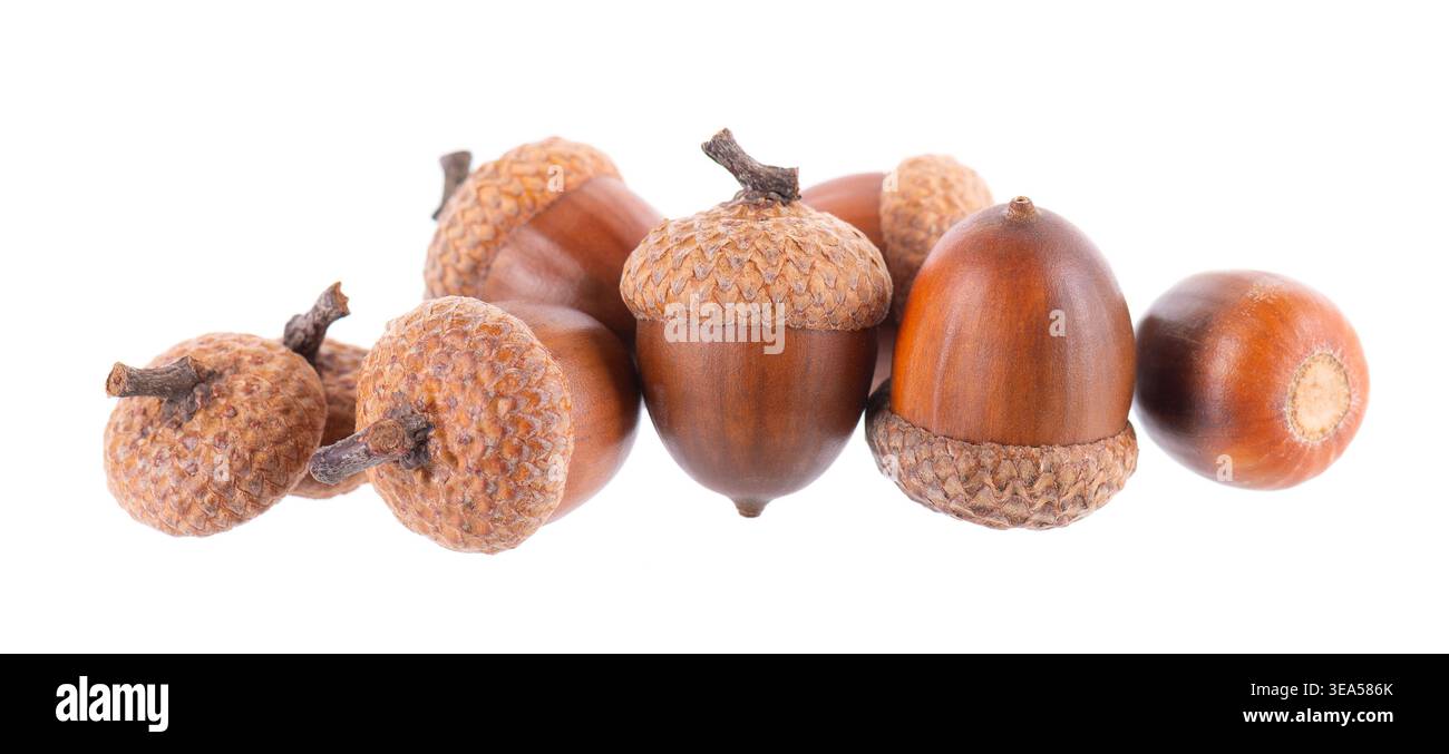 Chêne Acorn isolé sur fond blanc. Glands bruns mûrs. Masque Banque D'Images
