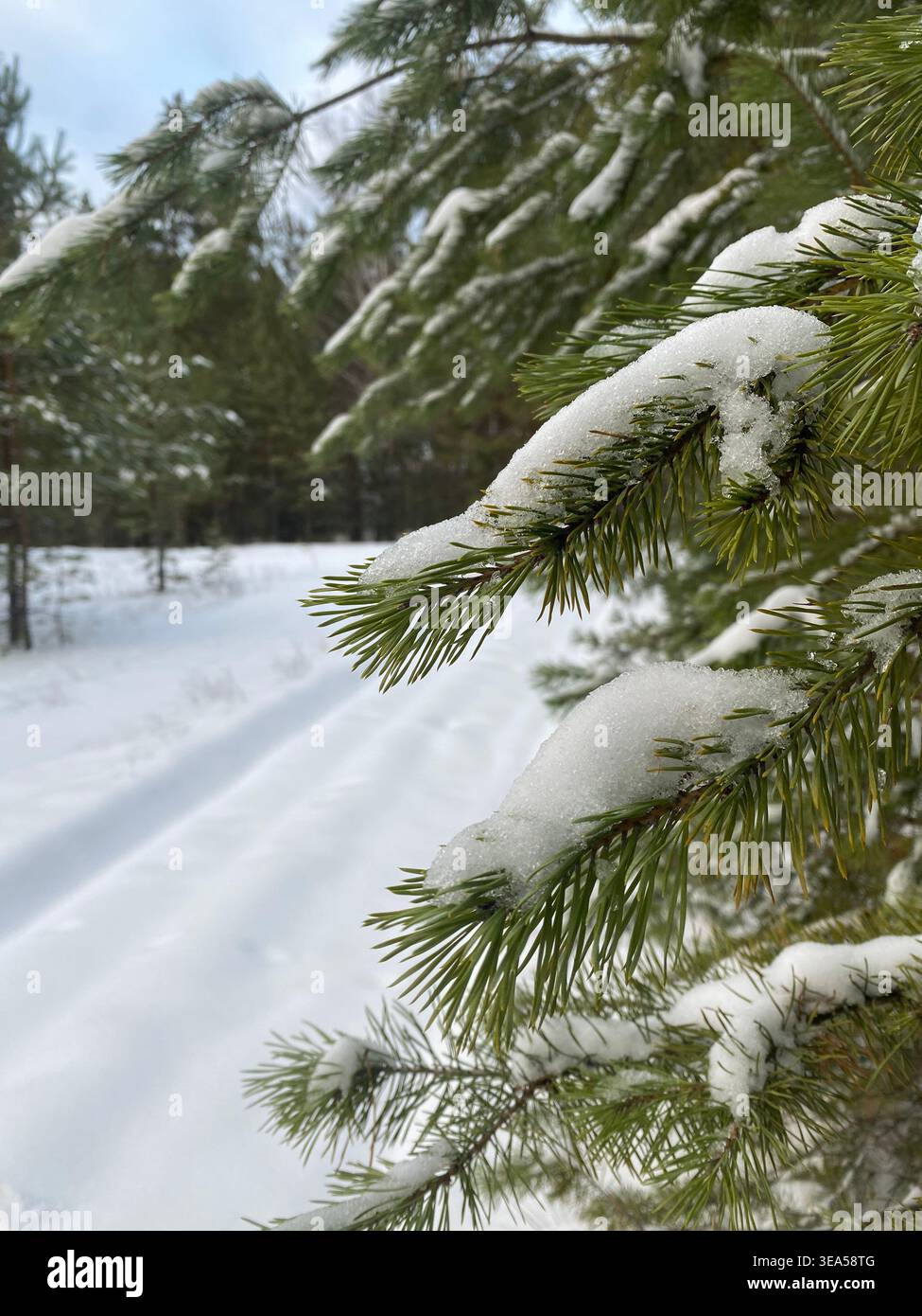 Gros plan des branches de pin enneigées dans la forêt d'hiver avec route enneigée floue douce en arrière-plan, paysage froid naturel. - Image de stock capturée avec un smartphone