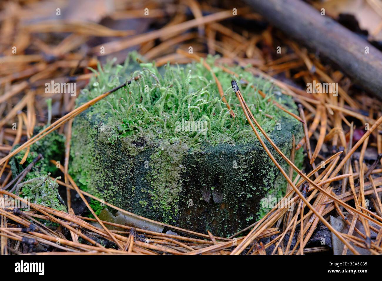 Vue détaillée grappes de lichens vert pâle se répandant sur l'écorce sombre des arbres dans un cadre forestier naturel Banque D'Images