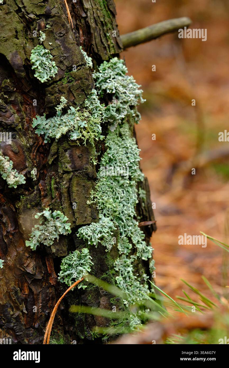 Vue détaillée grappes de lichens vert pâle se répandant sur l'écorce sombre des arbres dans un cadre forestier naturel Banque D'Images