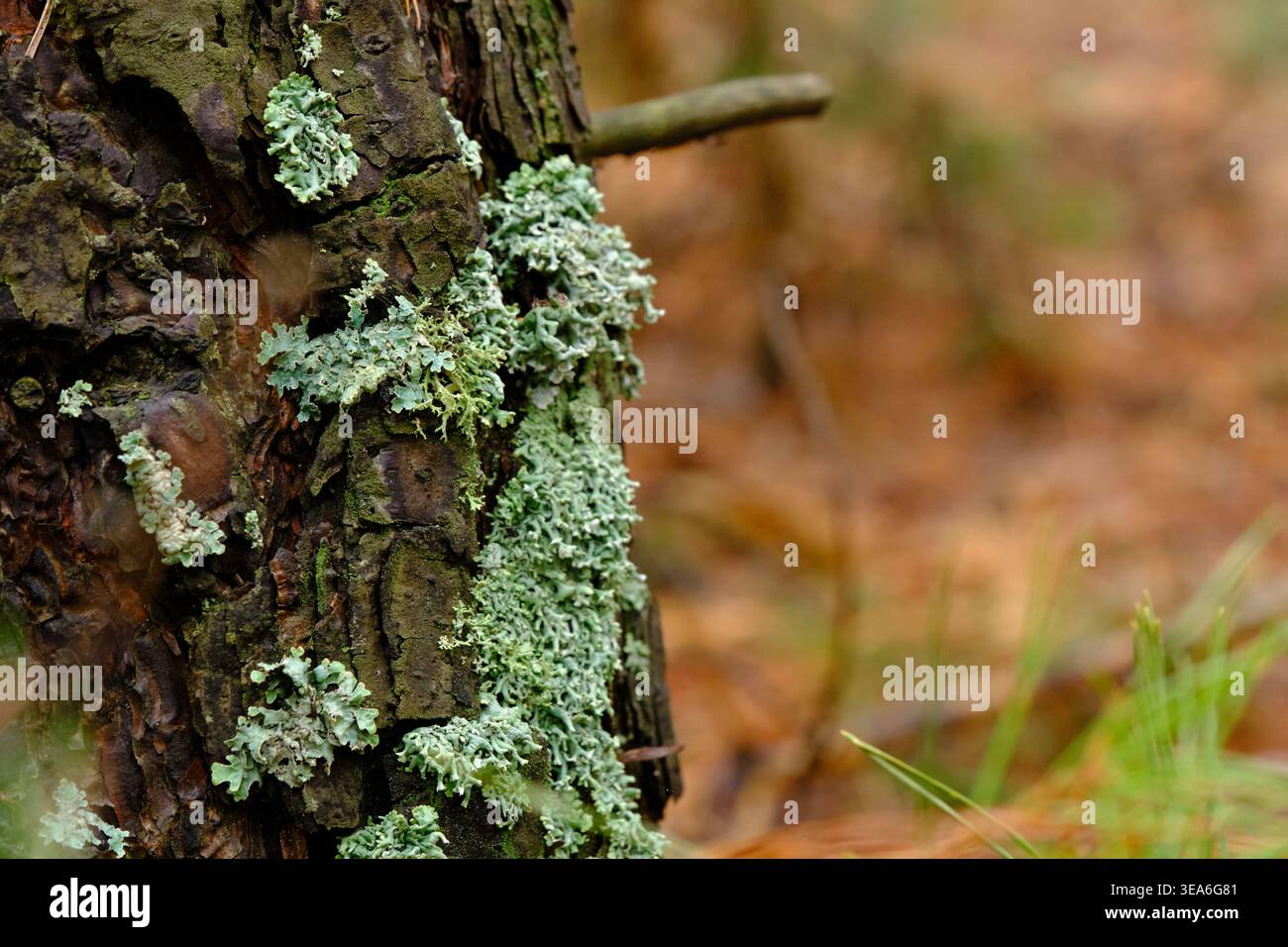 Macro shot lichen vert clair et mousse poussant sur l'écorce texturée rugueuse d'un vieux pin Banque D'Images