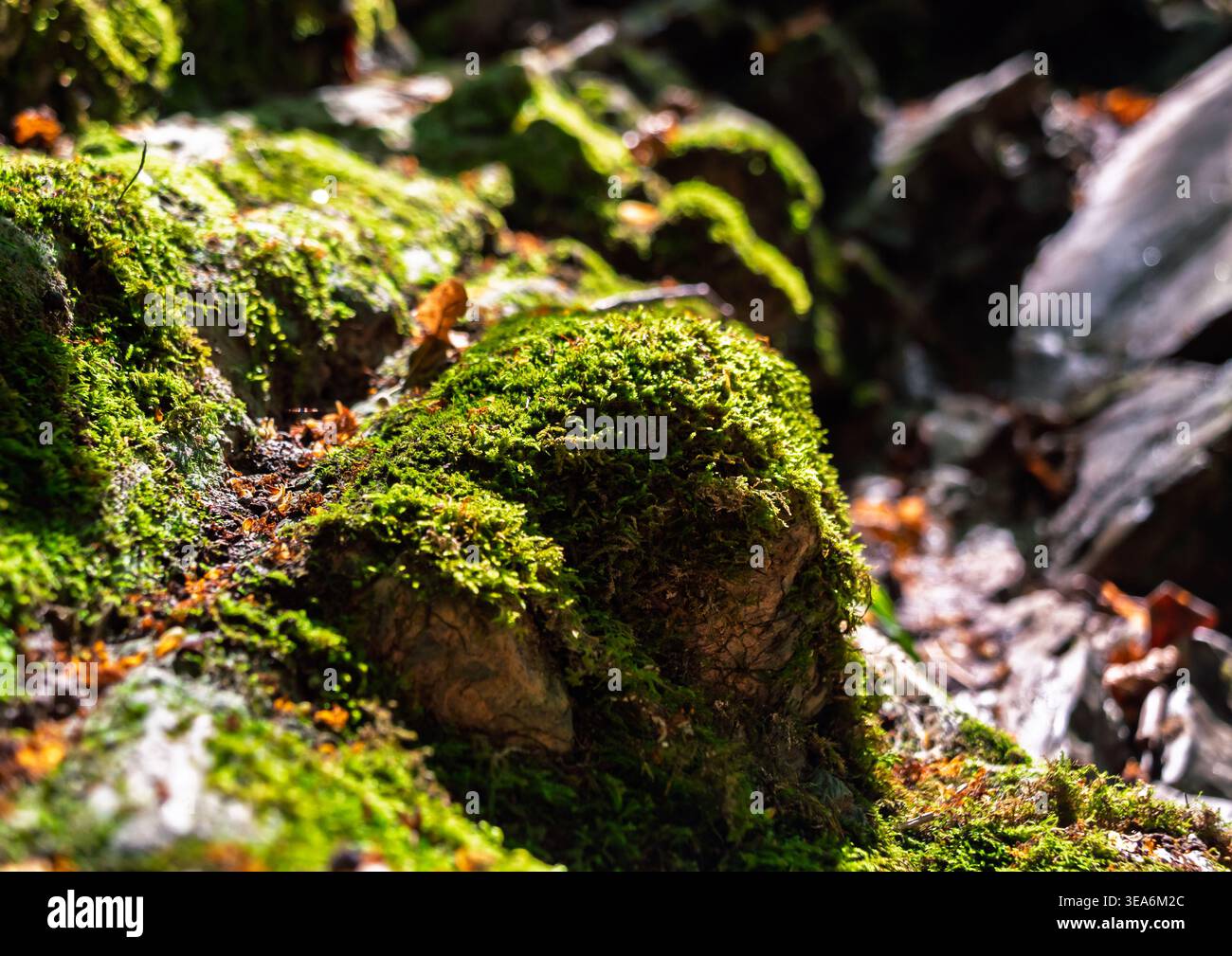 La vue macro capture les fleurs de mousse verte luxuriante sur les rochers accidentés de la forêt sous les rayons de soleil chauds de la journée Banque D'Images