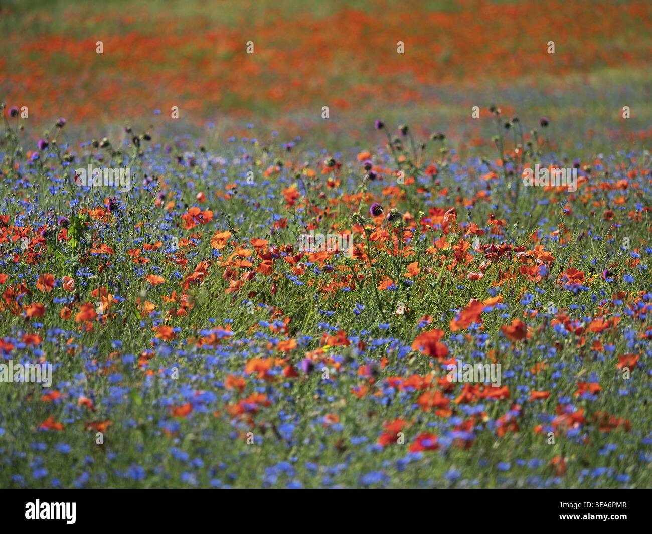 Champ de coquelicots rouges (Papaver rhoeas) et de bleuets (Centaurea cyanus), Alpes-de-haute-Provence, France, Europe Banque D'Images