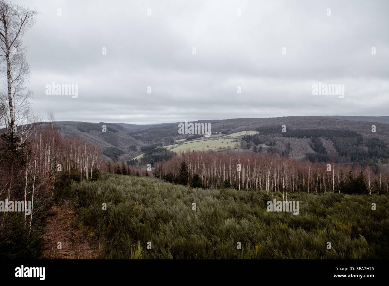 collines dans les ardennes Banque D'Images