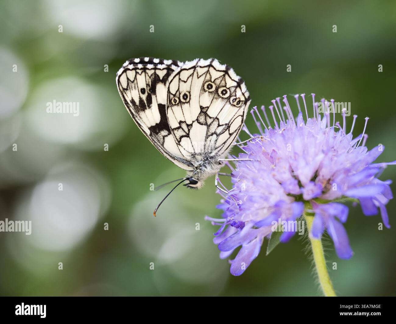 Papillon blanc marbré (Melanargia galathea), sur le scabieux, Parc naturel régional du Vercors, France, Europe Banque D'Images