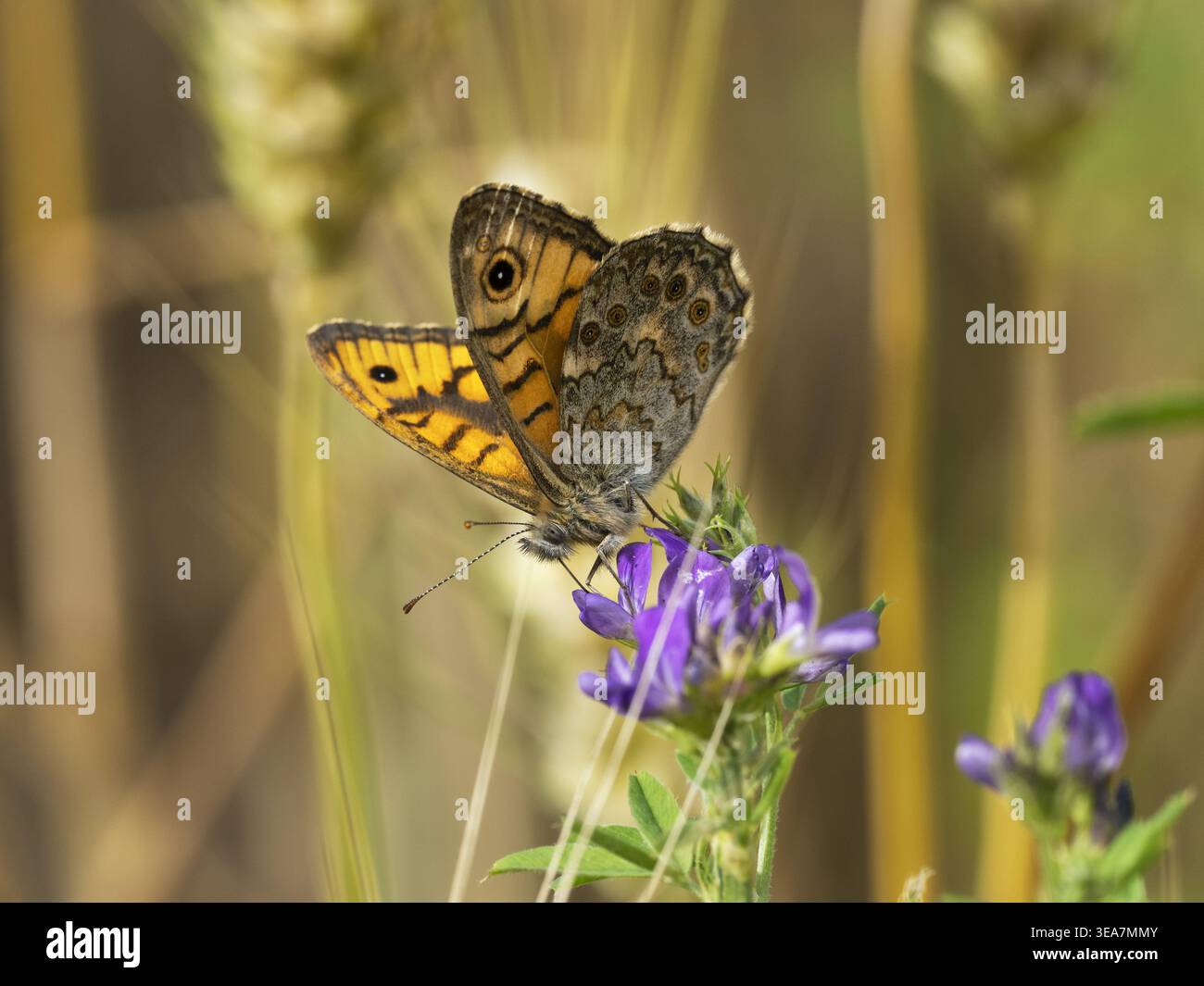 Mur brun (Lasiommata megera), papillon de jour, papillon, Parc naturel régional du Vercors, France, Europe Banque D'Images