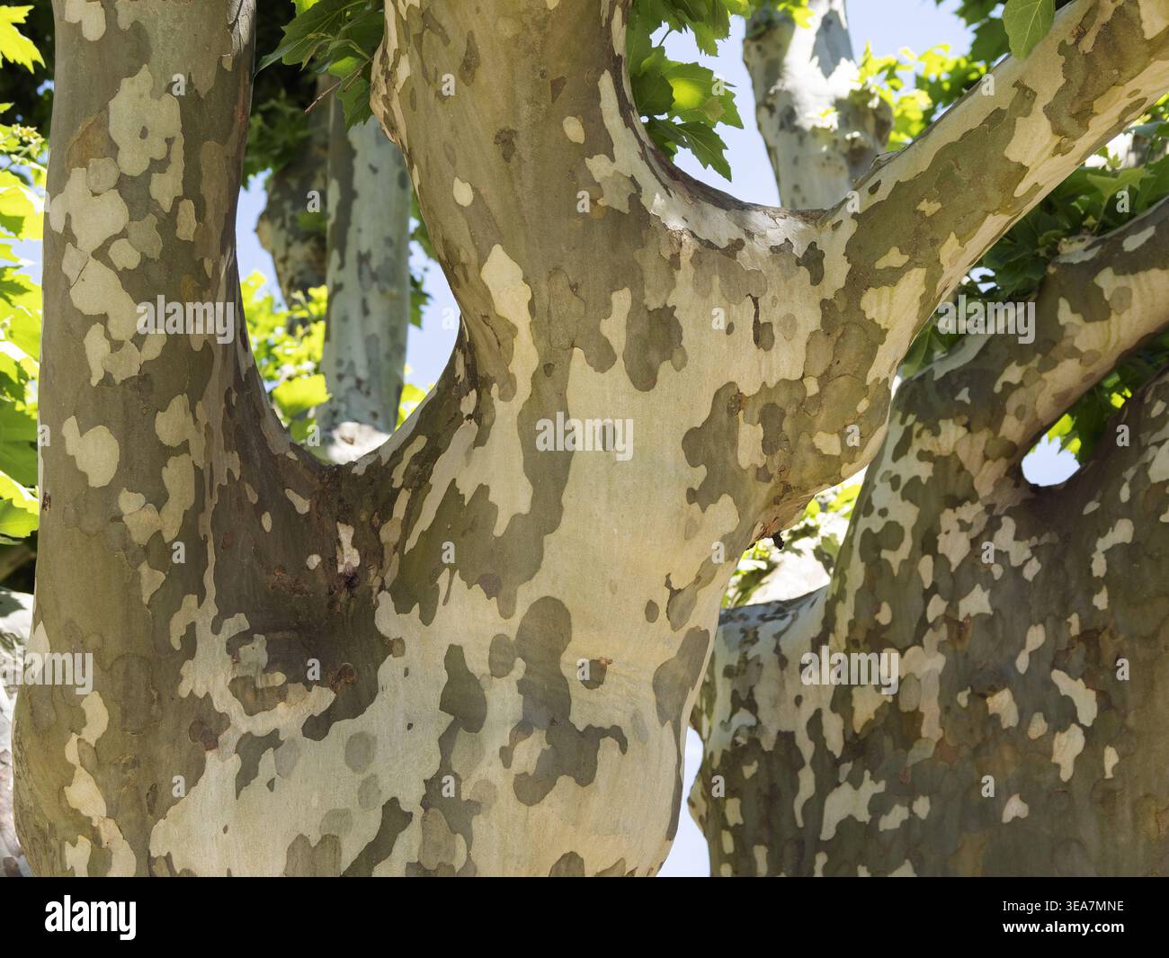 Platane londonien (Platanus x hispanica), écorce, Parc naturel régional du Vercors, France, Europe Banque D'Images