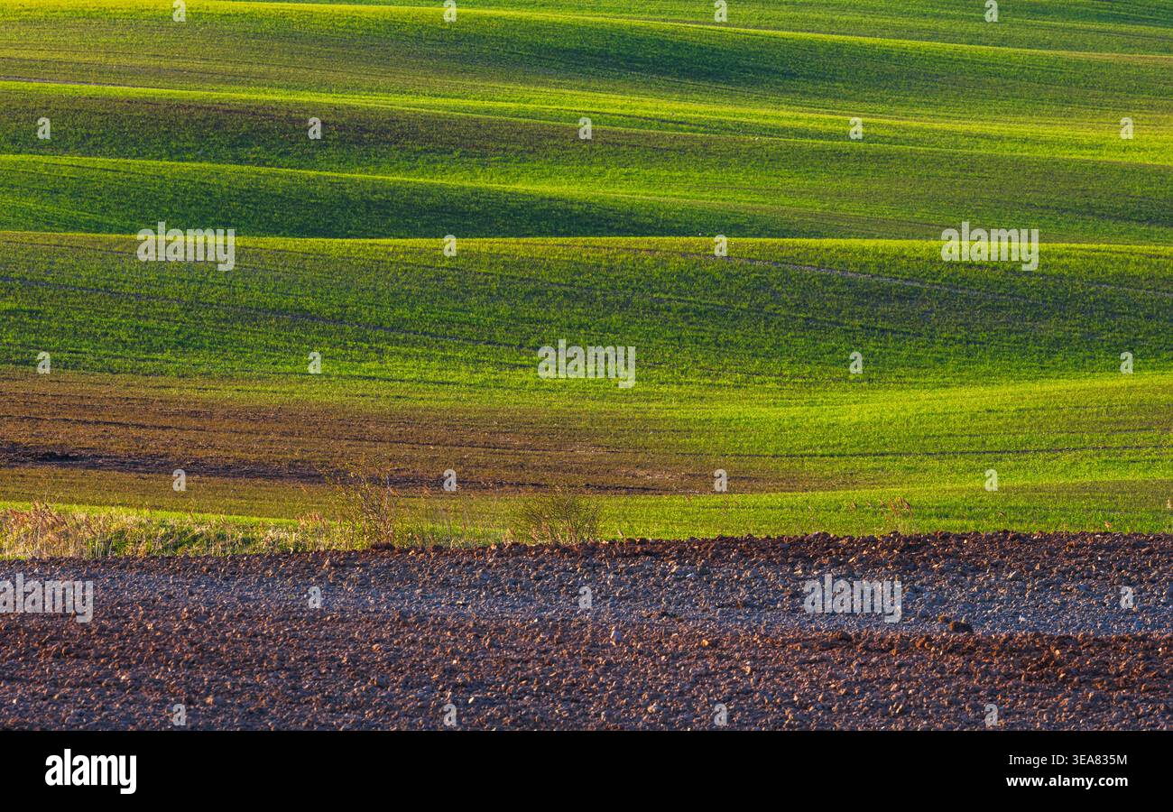 Paysage de champ ondulé vert Banque D'Images