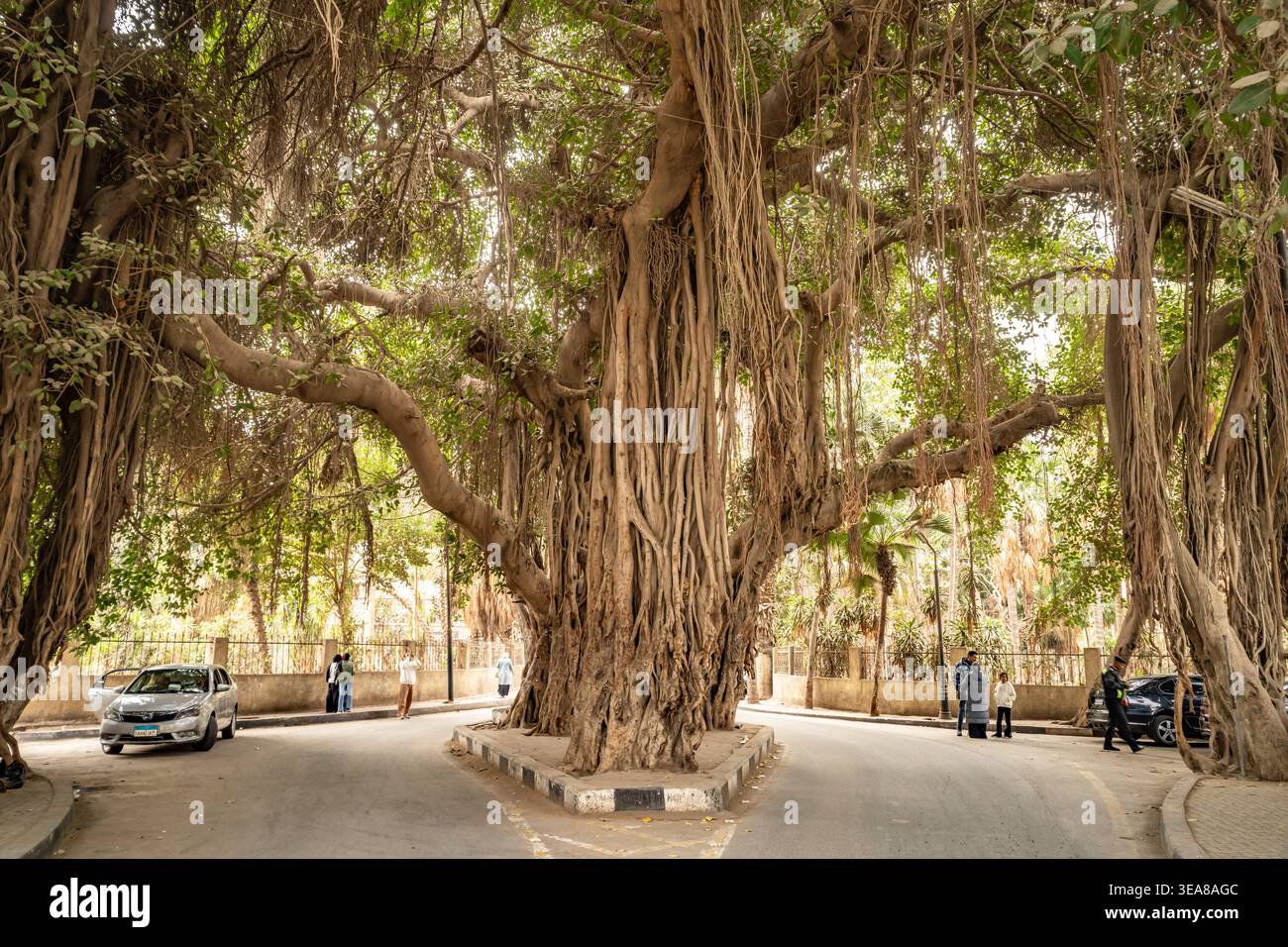 Arbre banyan géant sur l'île de Zamalek au Caire, Egypte, Afrique Banque D'Images