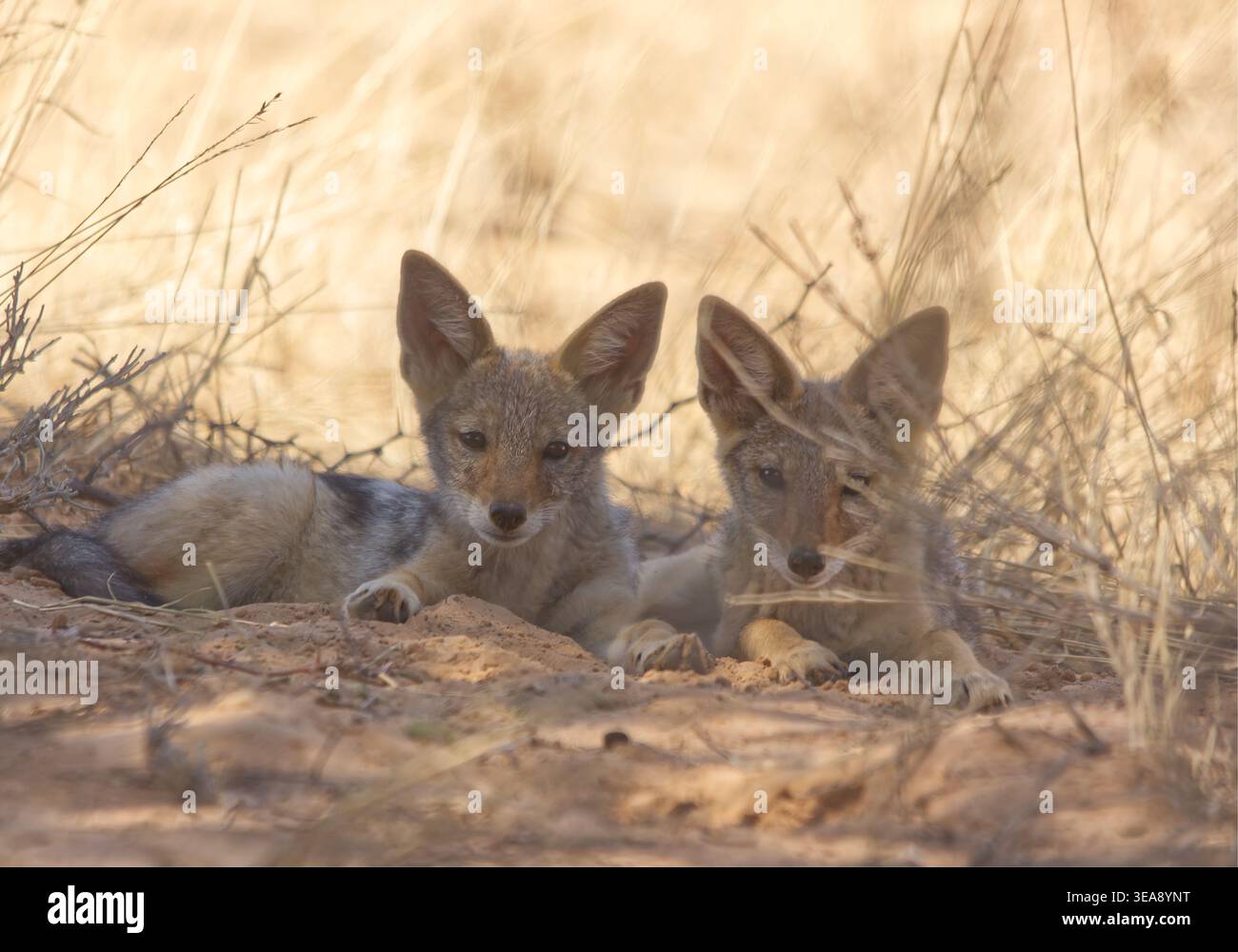 Deux chiots Jackal à dos noir reposant à l'ombre 17137 Banque D'Images