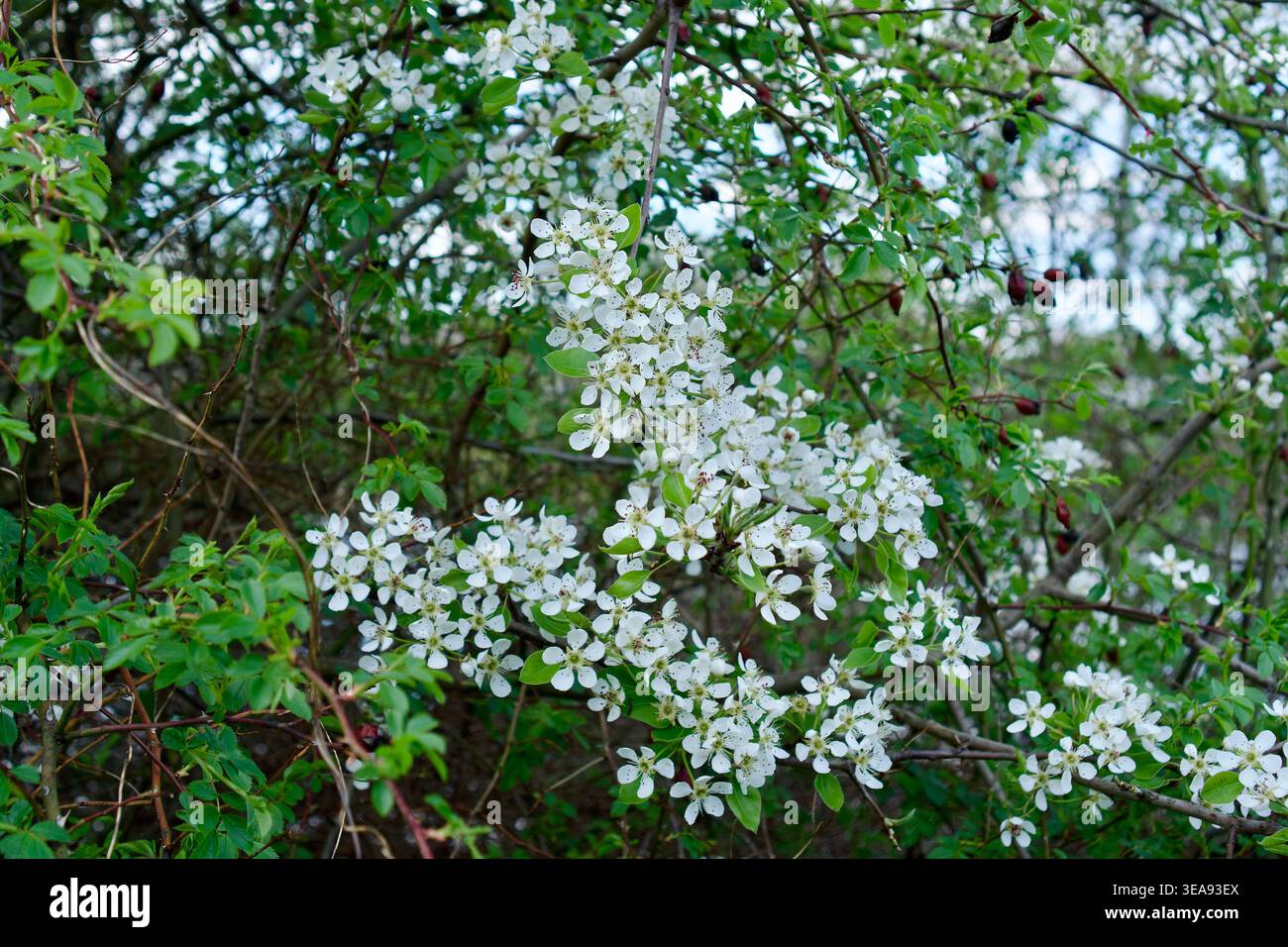 Branches florissantes d'un cerisier d'oiseau avec inflorescences blanches luxuriantes sur un fond de feuilles vertes dans un parc. cerise d'oiseau avec des fleurs blanches Banque D'Images