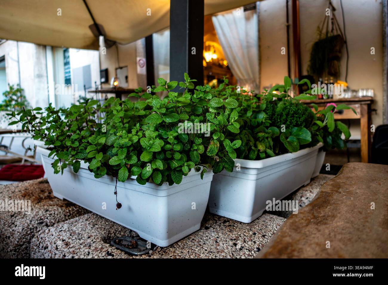 Menthe fraîche et herbes poussant dans des jardinières en plastique blanc devant un restaurant à Olbia, Sardaigne, Italie, sur une surface en pierre texturée. Banque D'Images