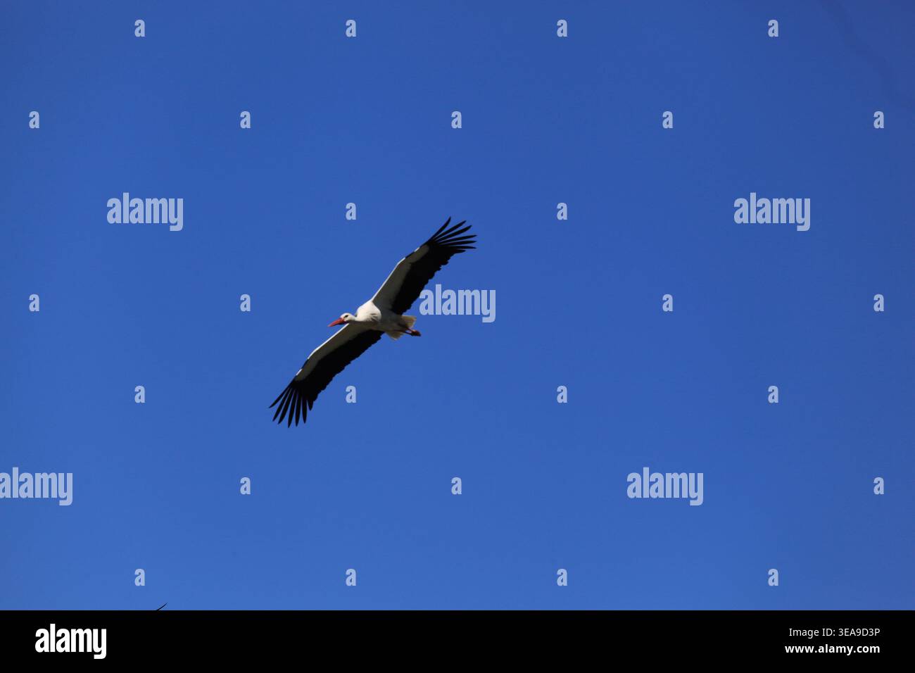 Vitorino das Donas, Portugal - 28 mars 2026 : cigogne blanche s'élevant avec des ailes noires étendues contre un ciel bleu profond et clair Banque D'Images