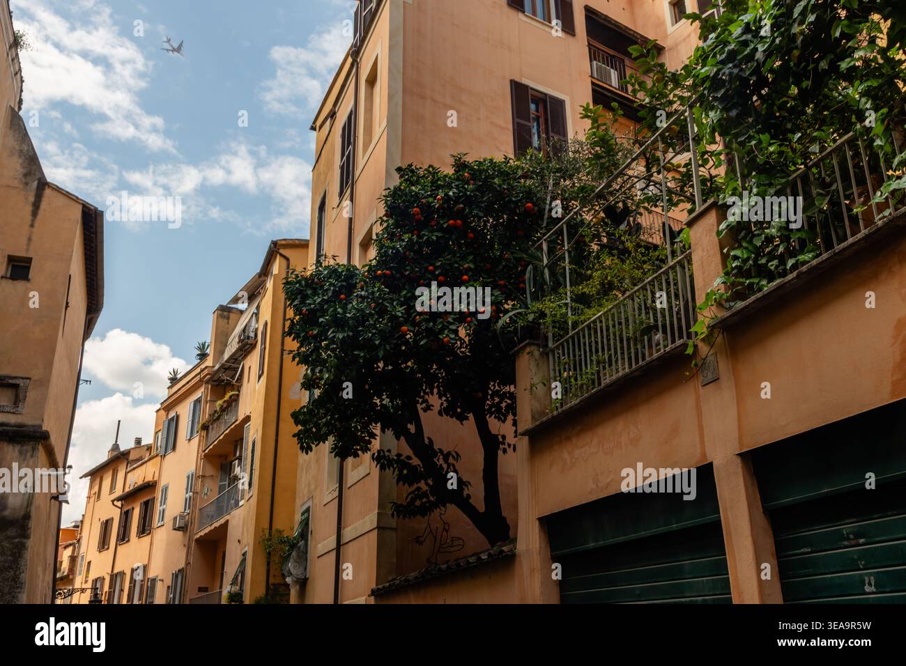 Pittoresque rue vista à Rome au printemps avec un arbre de mandarine portant des fruits au premier plan, Italie Banque D'Images