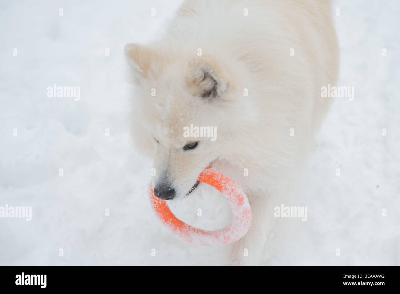 Un chien Samoyed joue avec un tireur lors d'une promenade hivernale. Banque D'Images